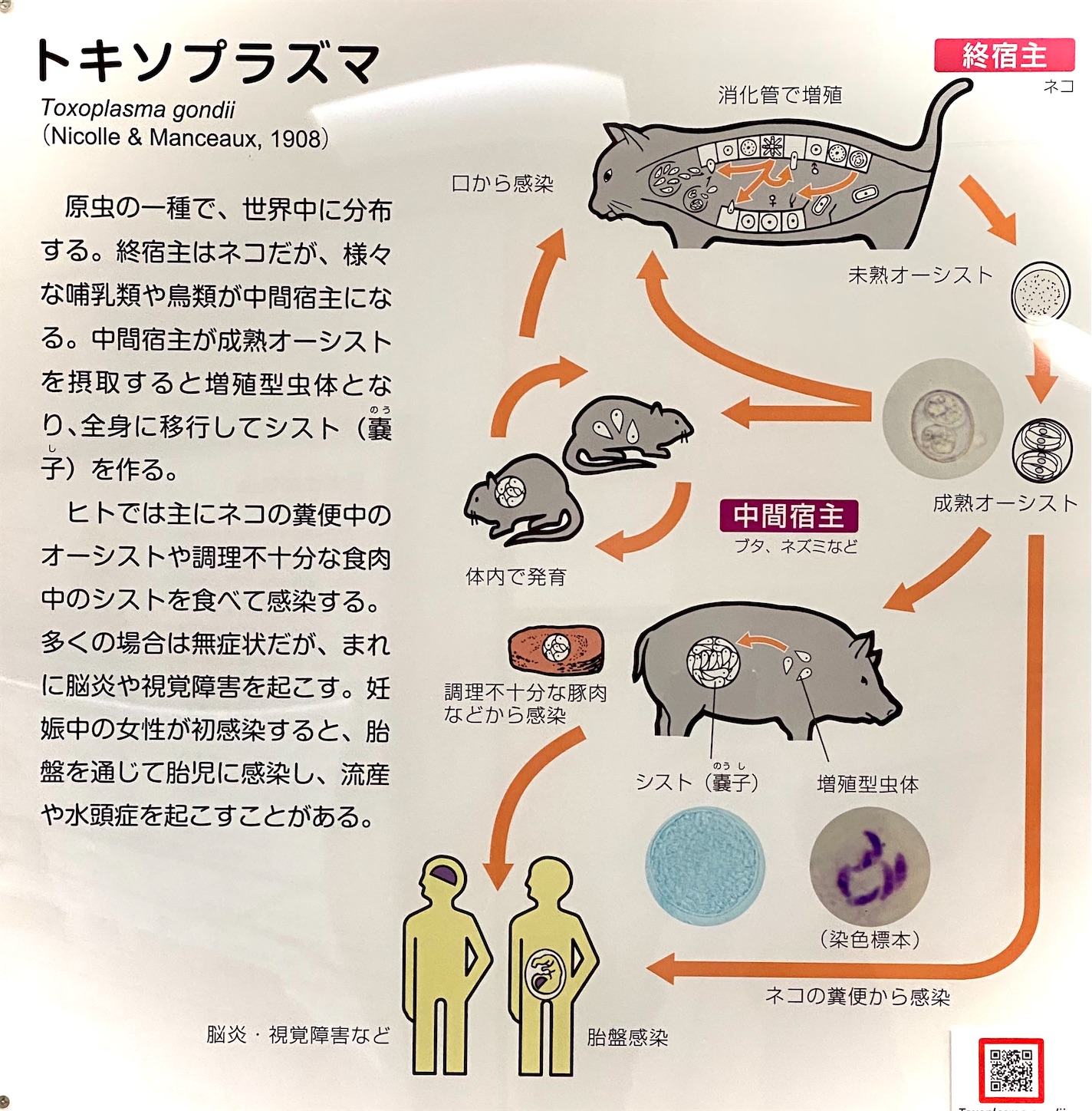 寄生虫博物館 ワンちゃんトリミング おぱちょ 気ままな日常