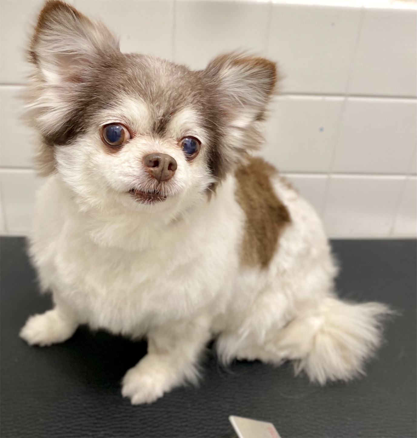 f:id:opachosalon:20220621165716j:image