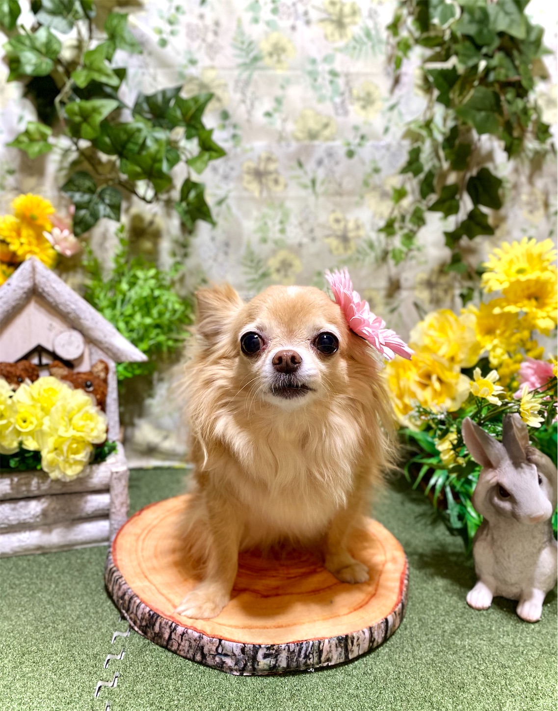 f:id:opachosalon:20220621165726j:image