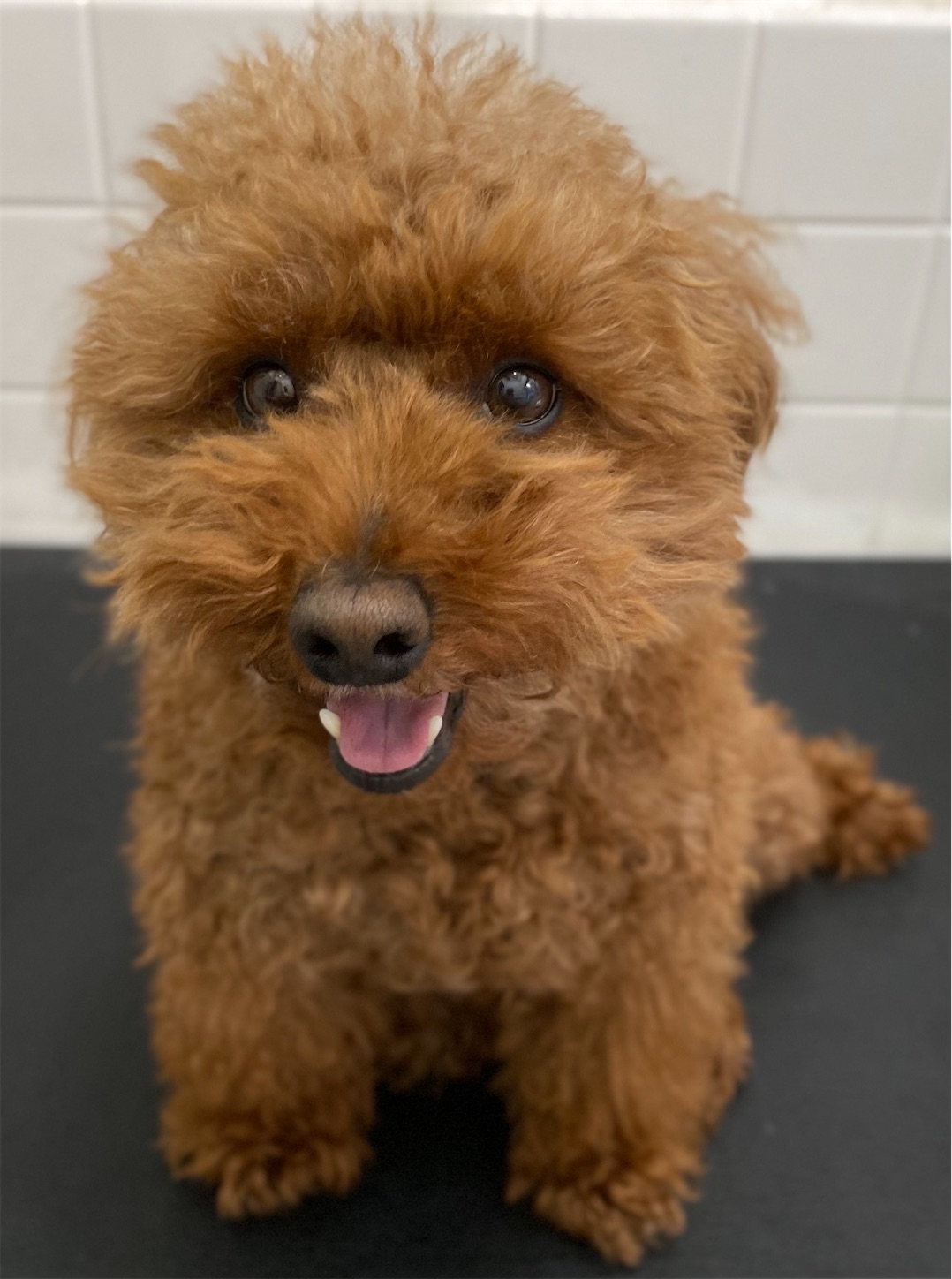 f:id:opachosalon:20220621165729j:image