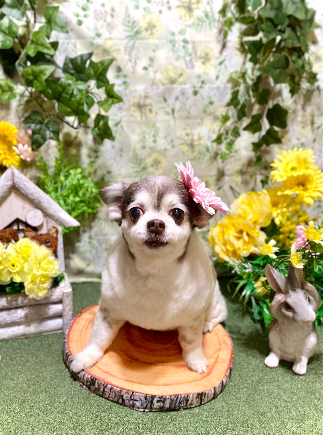 f:id:opachosalon:20220621165738j:image