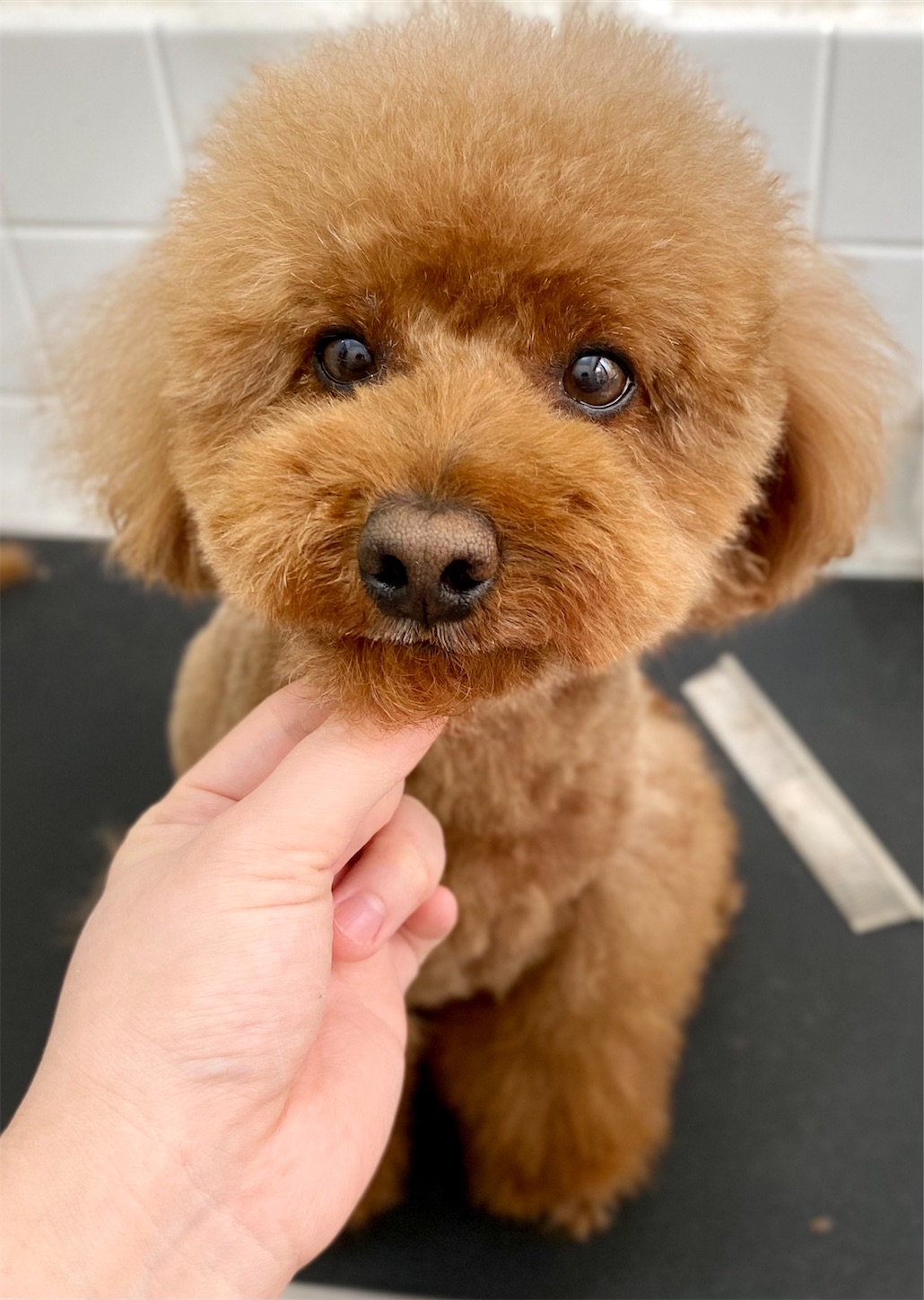 f:id:opachosalon:20220621165741j:image