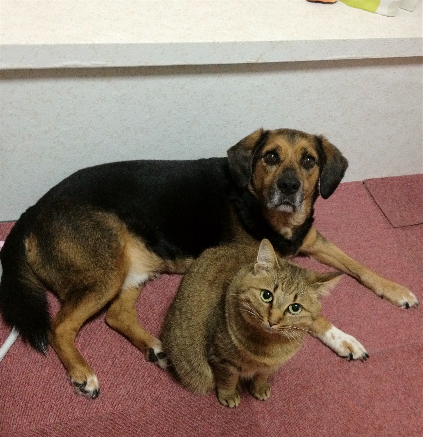 f:id:opachosalon:20221029040635j:image