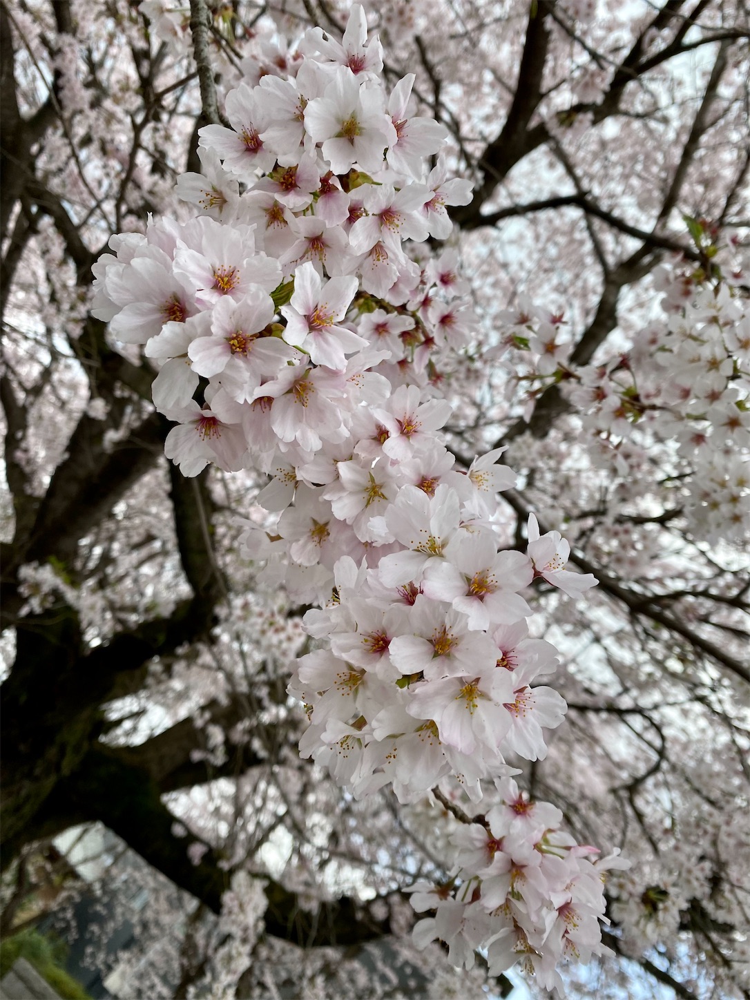 f:id:opachosalon:20221029040813j:image