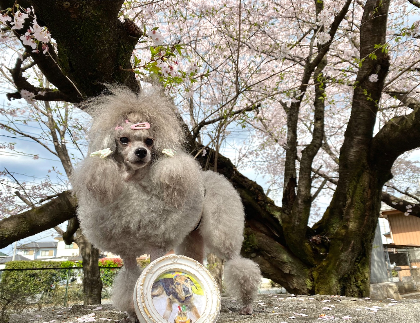 f:id:opachosalon:20221029040817j:image