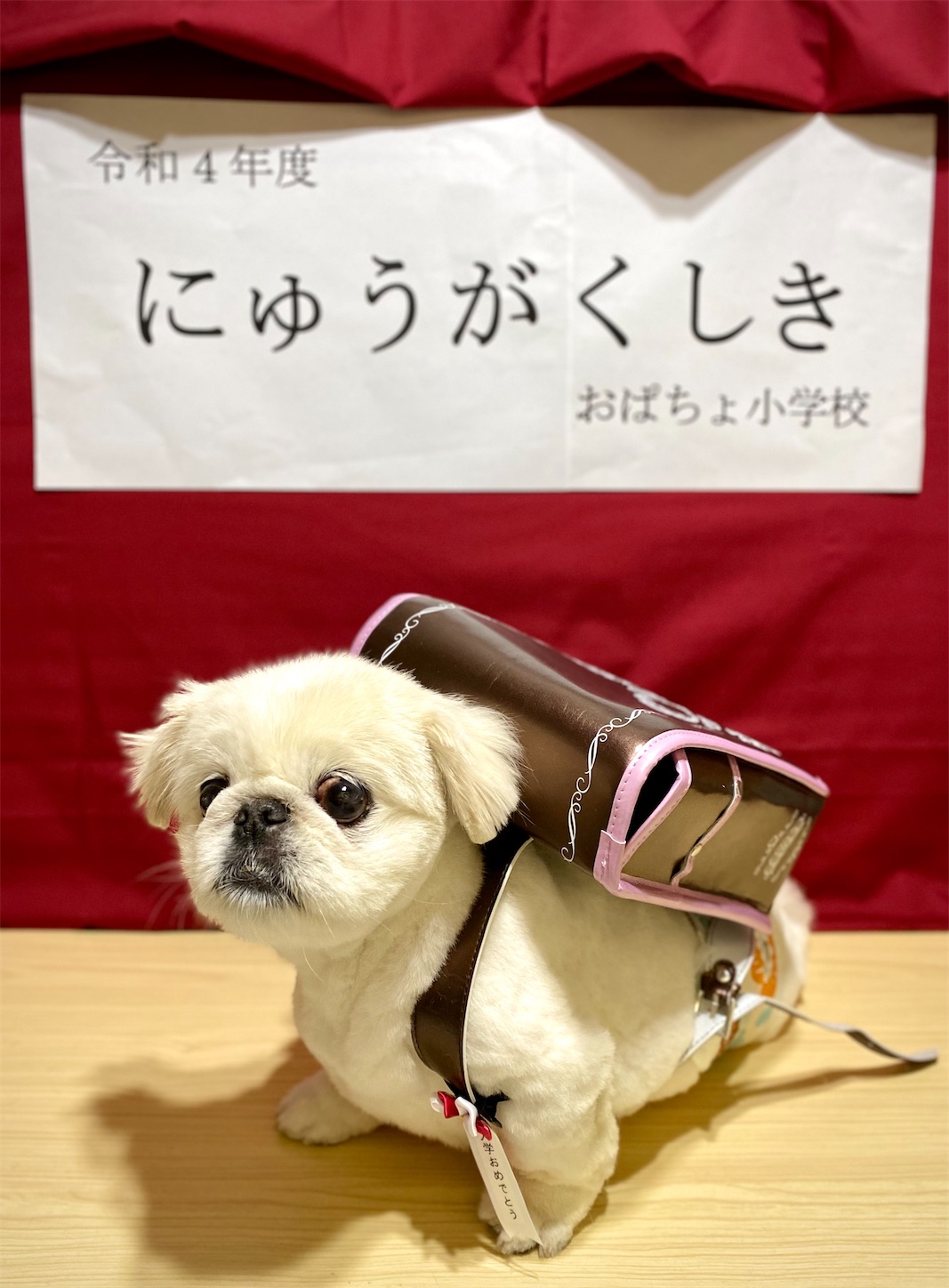 f:id:opachosalon:20221102145457j:image