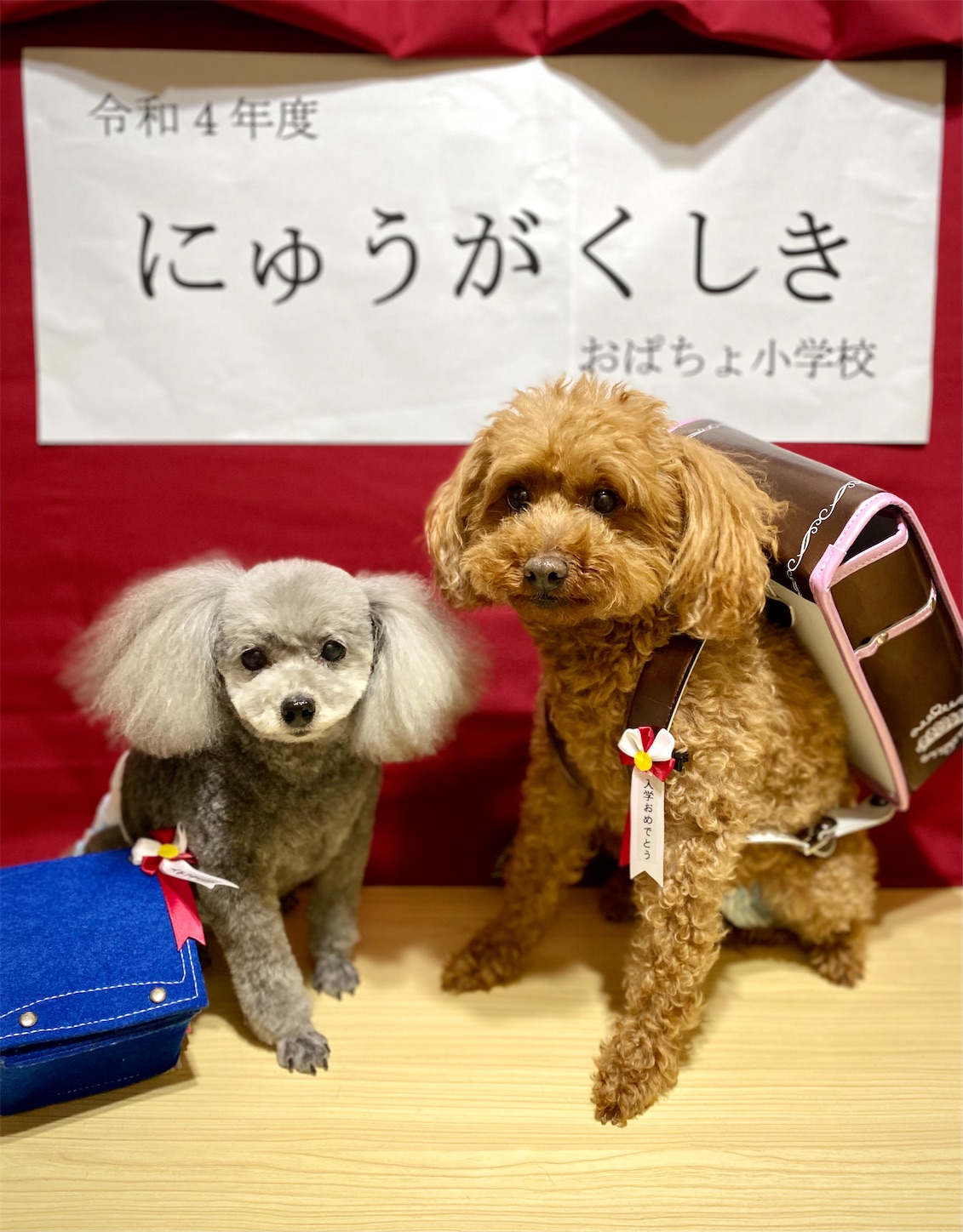f:id:opachosalon:20221102145514j:image