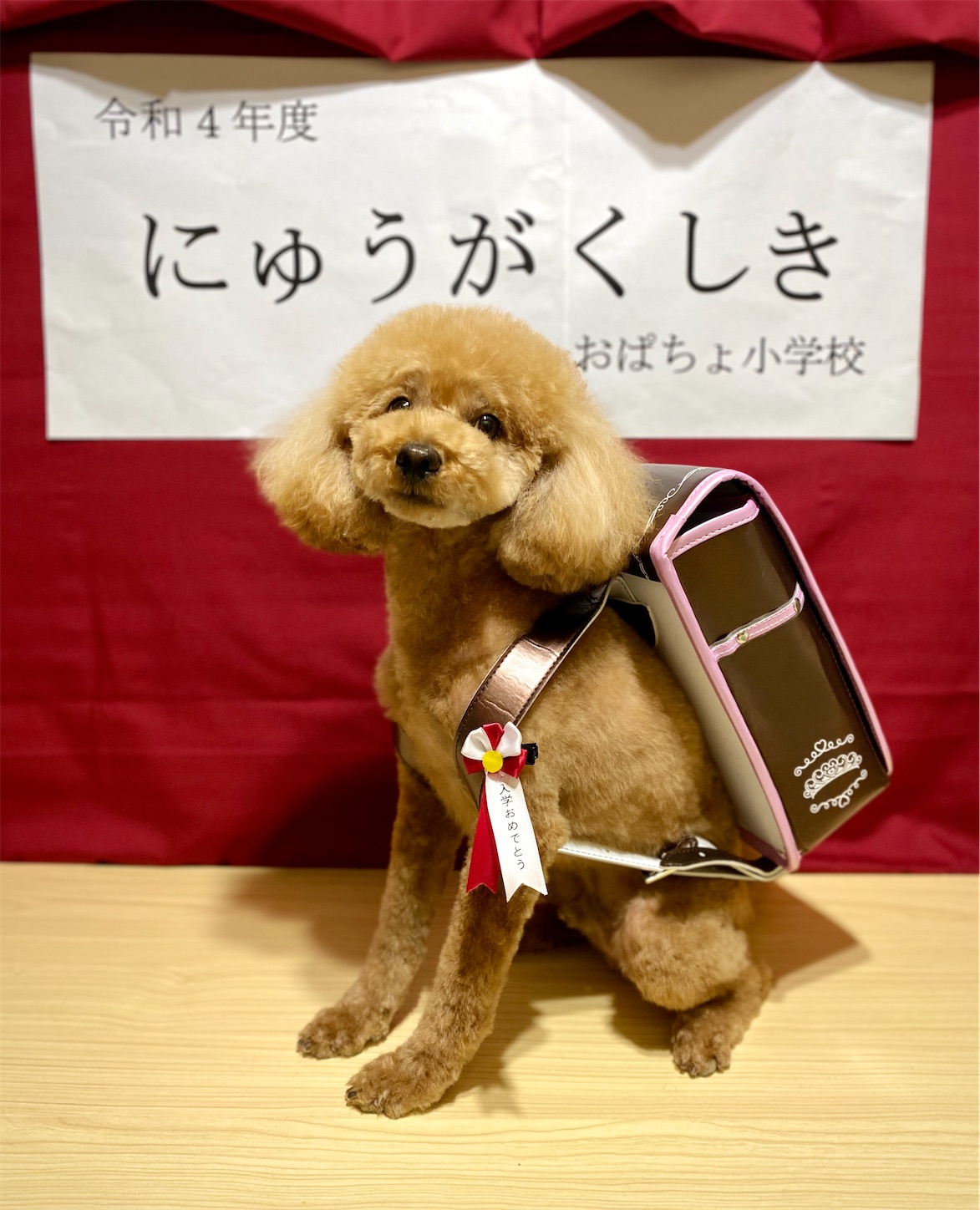 f:id:opachosalon:20221102145524j:image