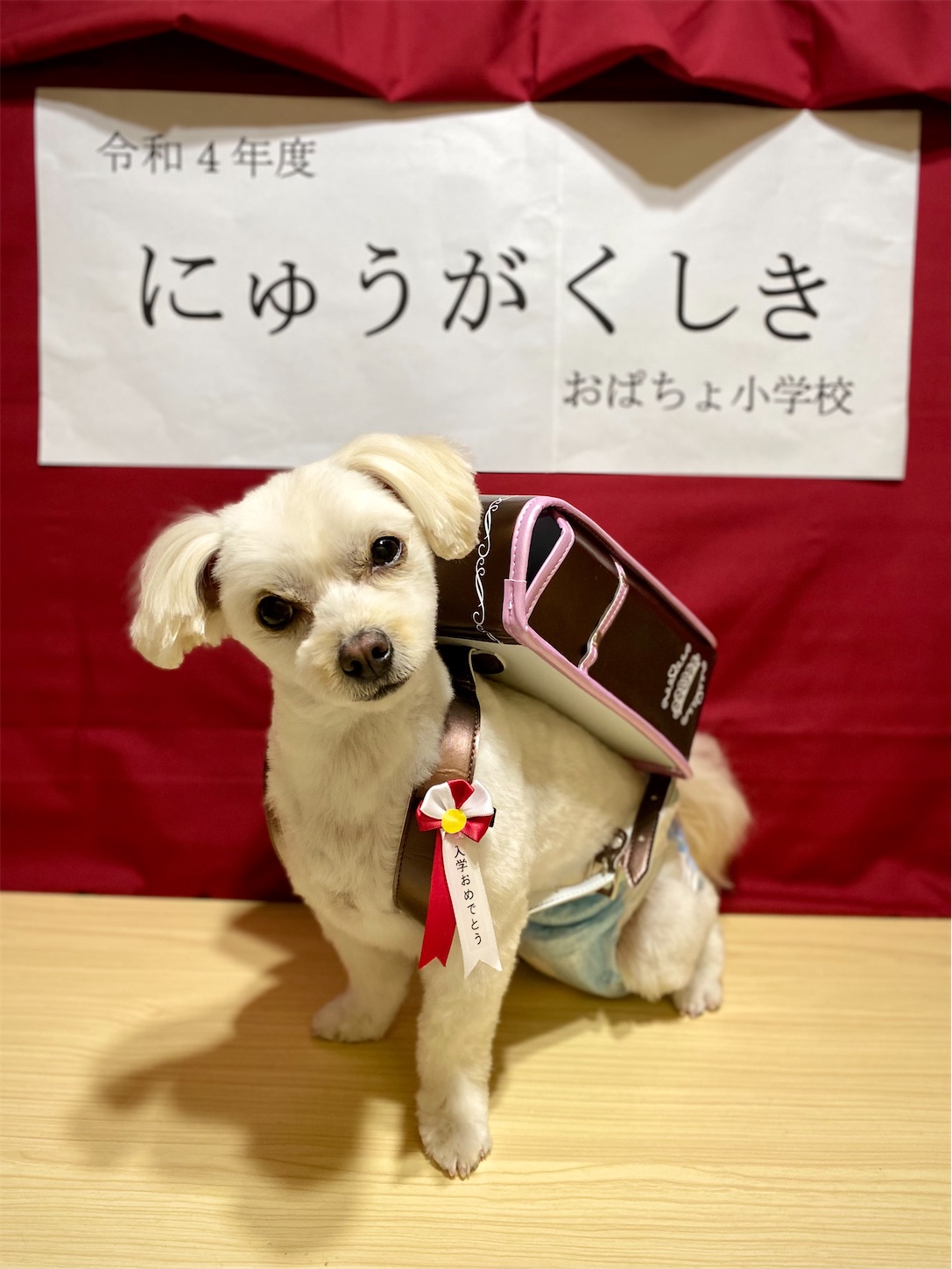 f:id:opachosalon:20221102145640j:image