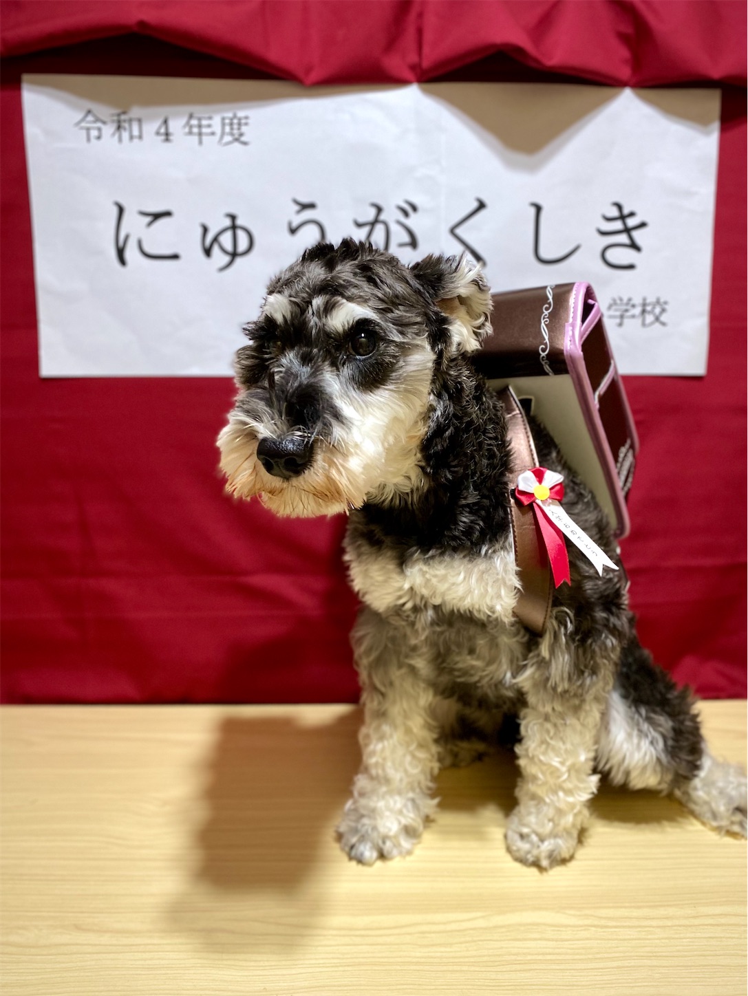 f:id:opachosalon:20221102145654j:image