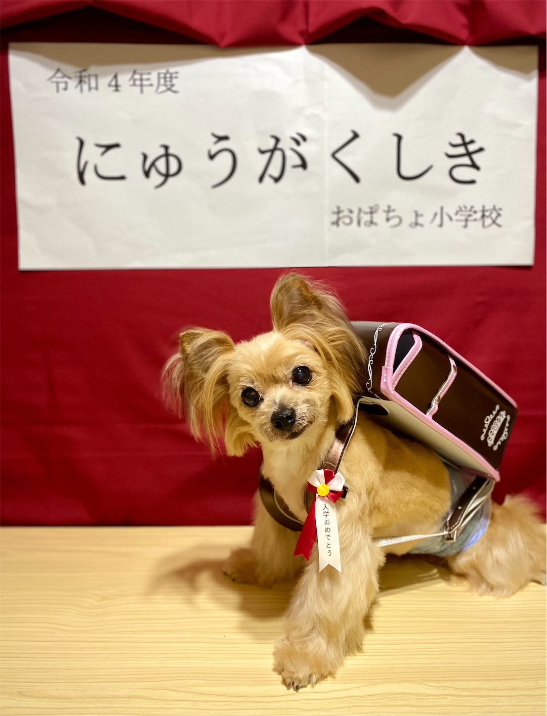 f:id:opachosalon:20221102145658j:image