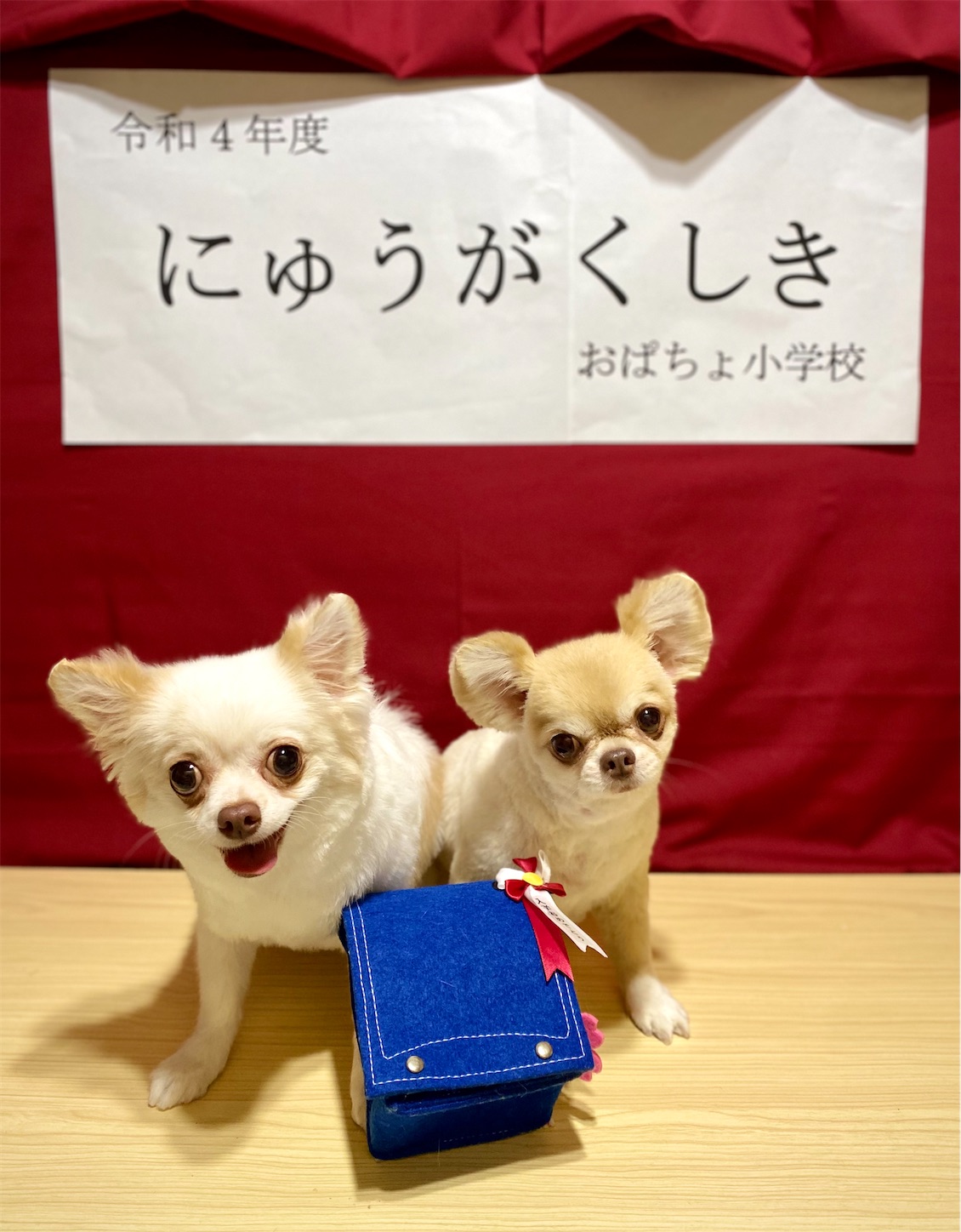 f:id:opachosalon:20221102145702j:image