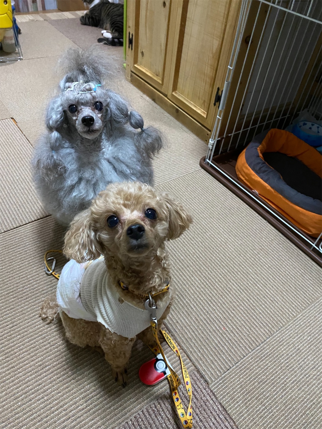 f:id:opachosalon:20221103175204j:image