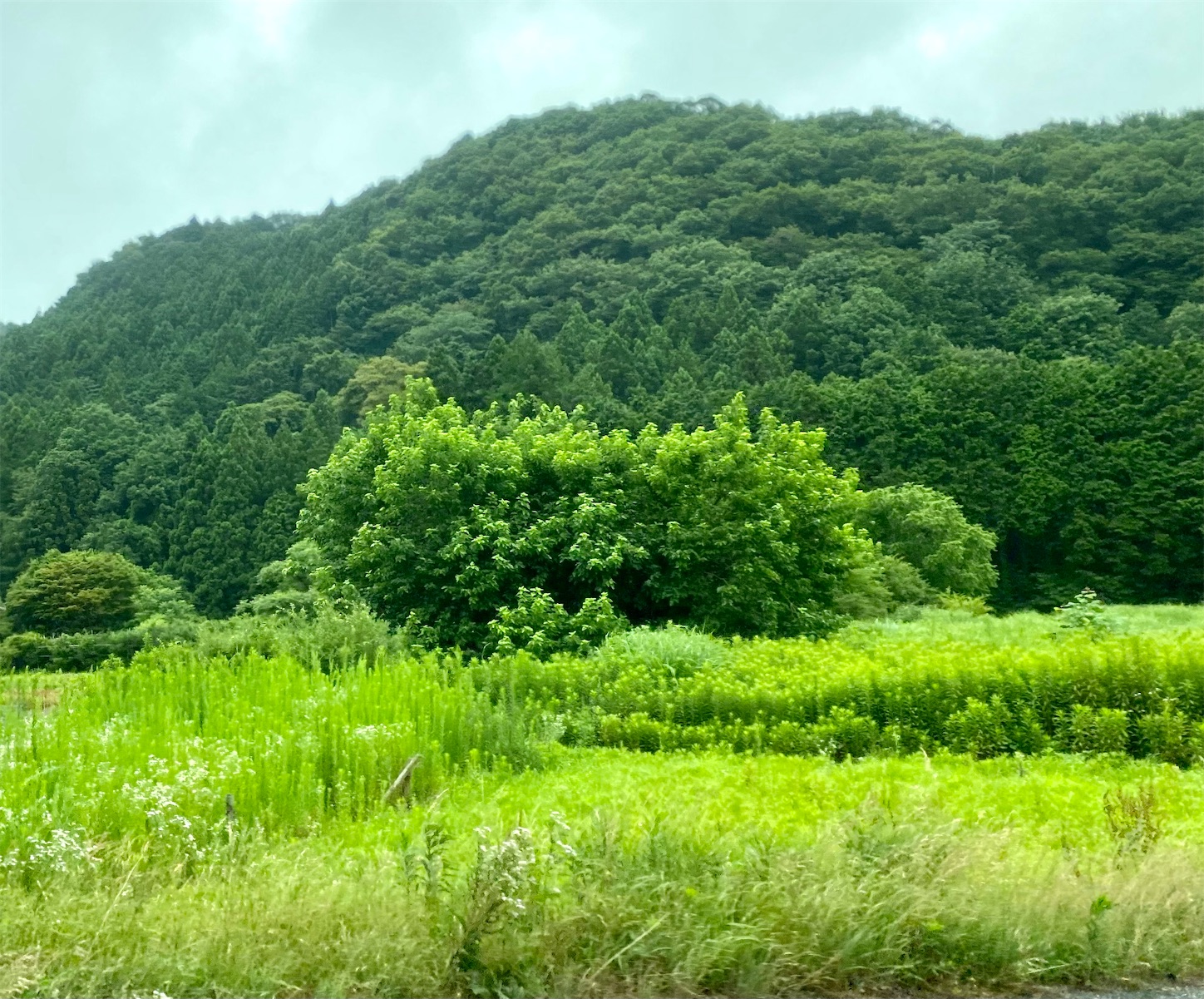 f:id:opachosalon:20221103180023j:image
