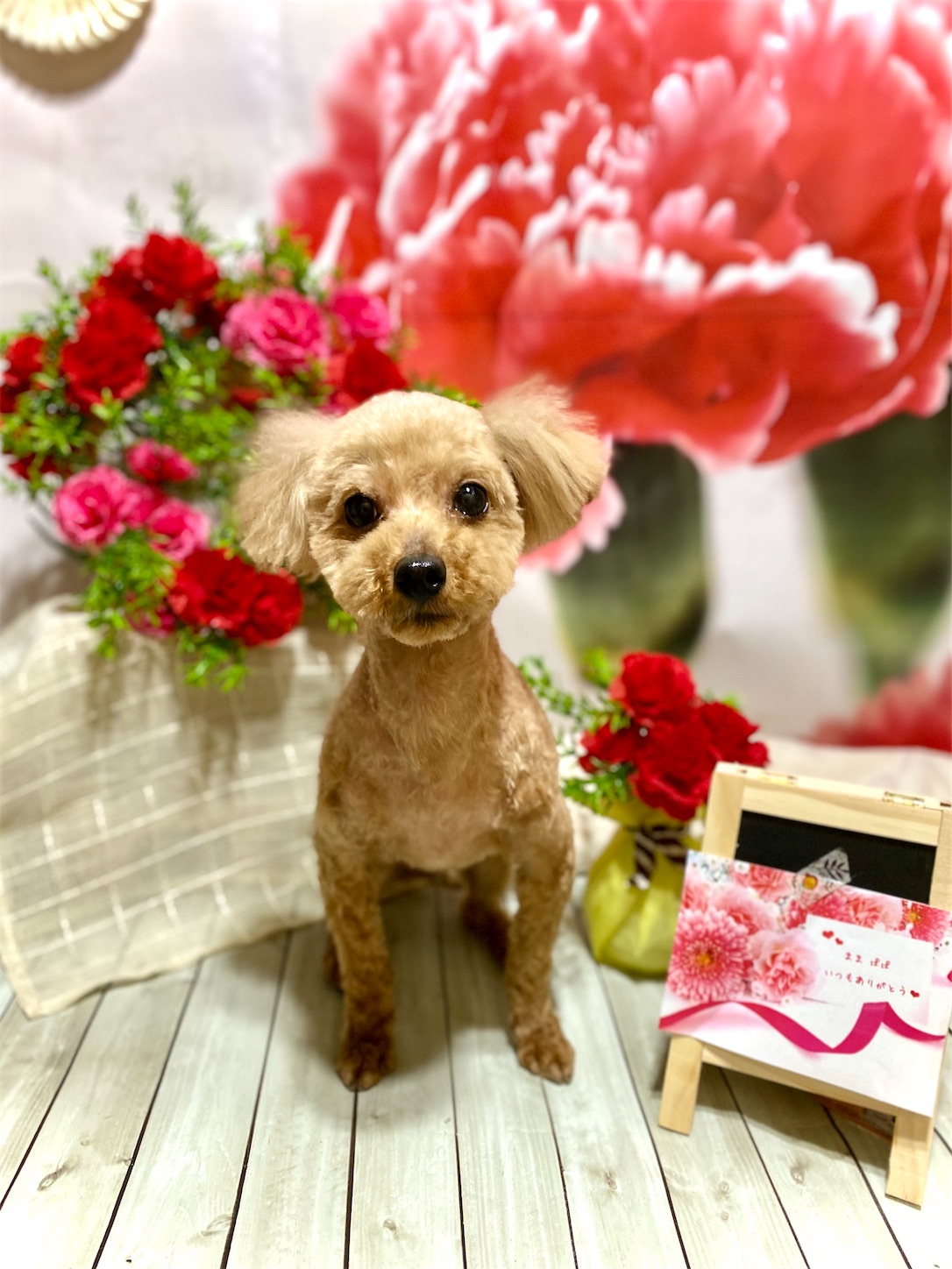 f:id:opachosalon:20221108083350j:image