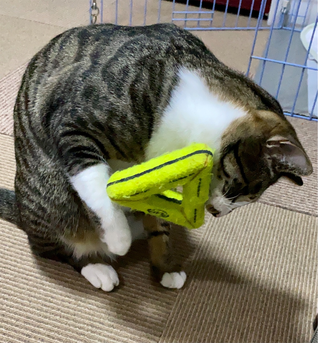 f:id:opachosalon:20221108083356j:image