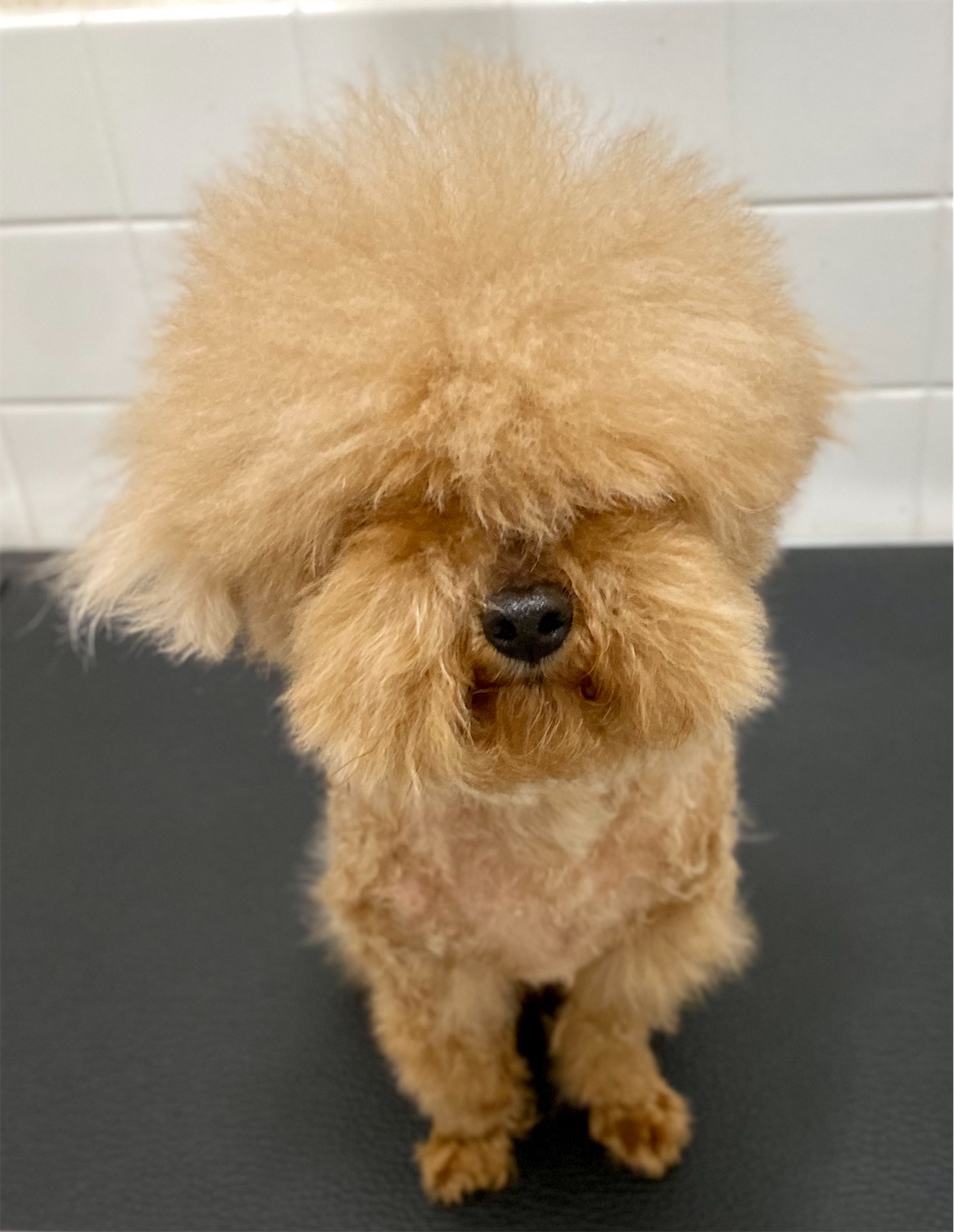 f:id:opachosalon:20221108083400j:image