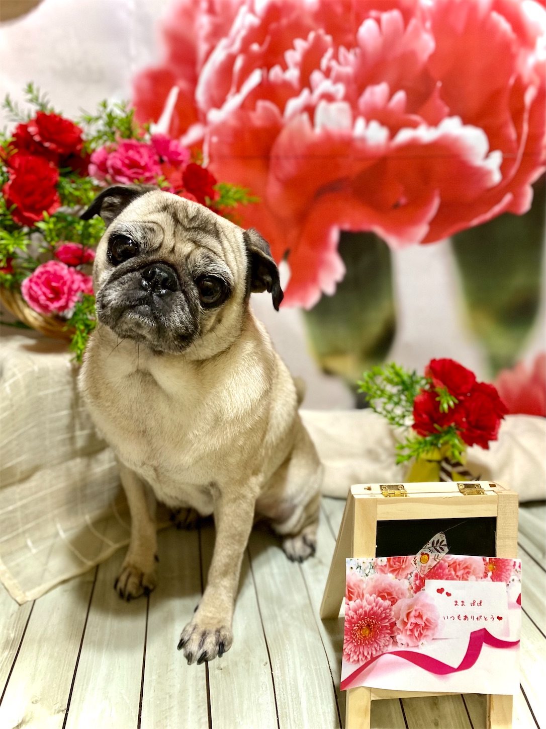 f:id:opachosalon:20221108083403j:image