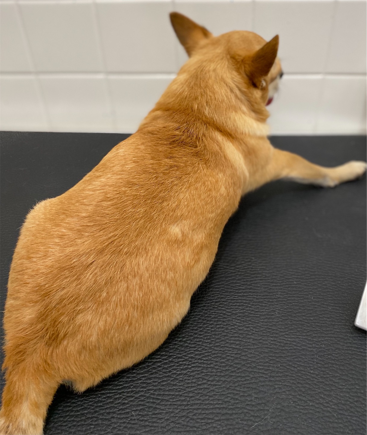 f:id:opachosalon:20221108083407j:image