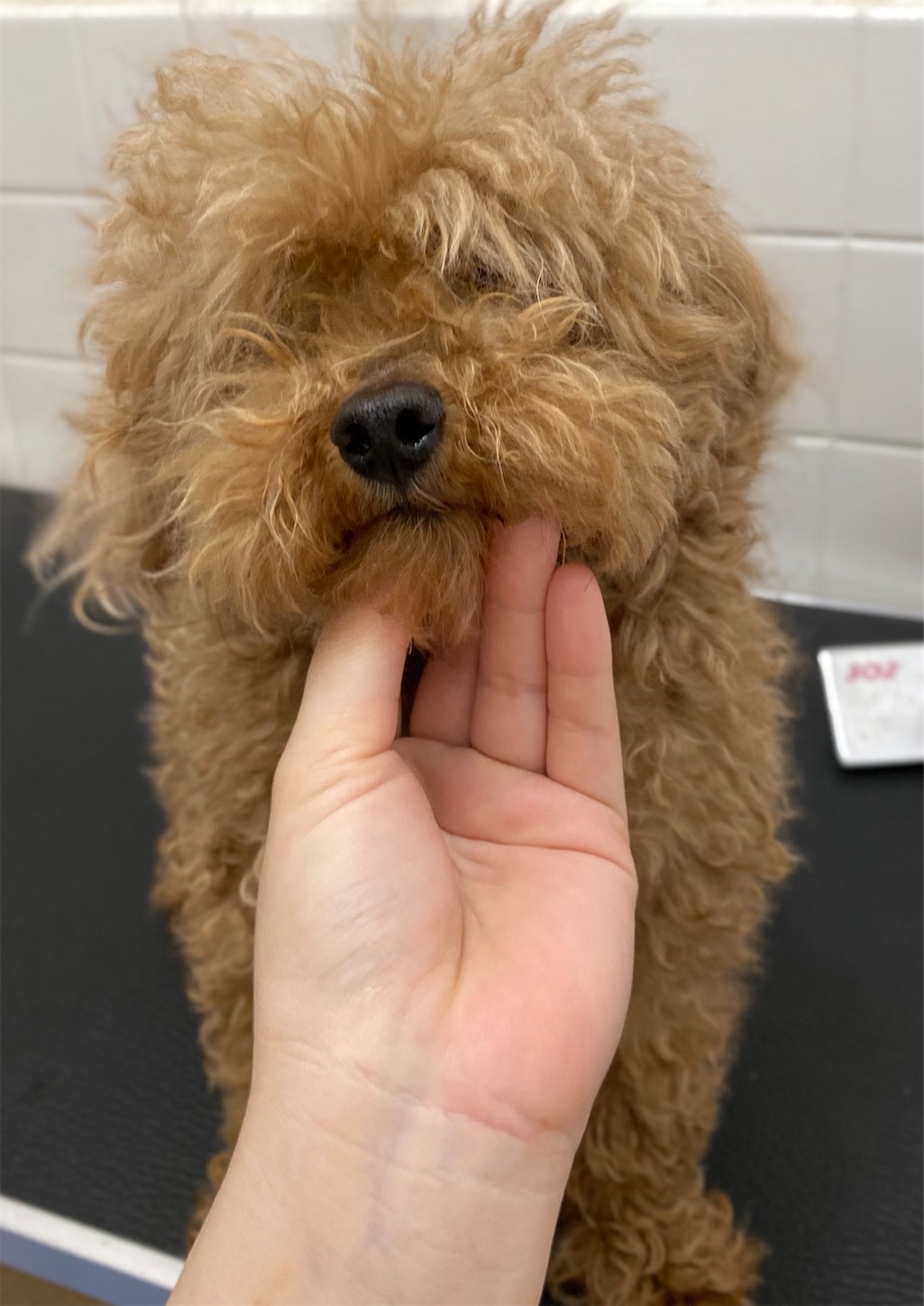 f:id:opachosalon:20221108083410j:image