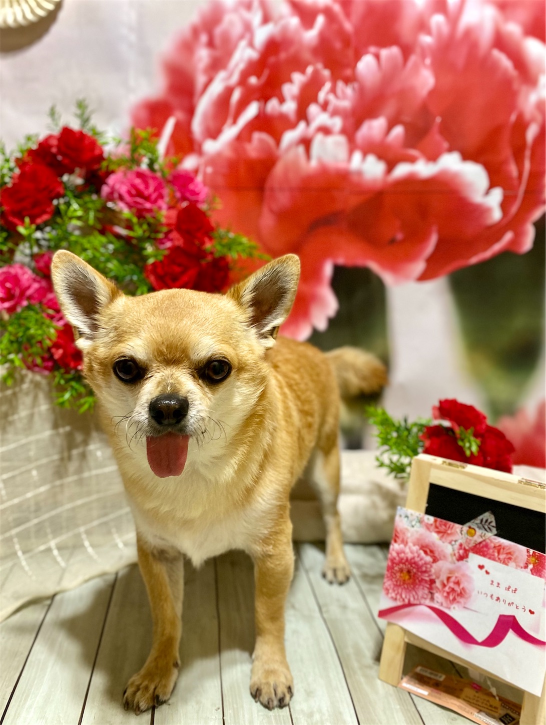 f:id:opachosalon:20221108083414j:image