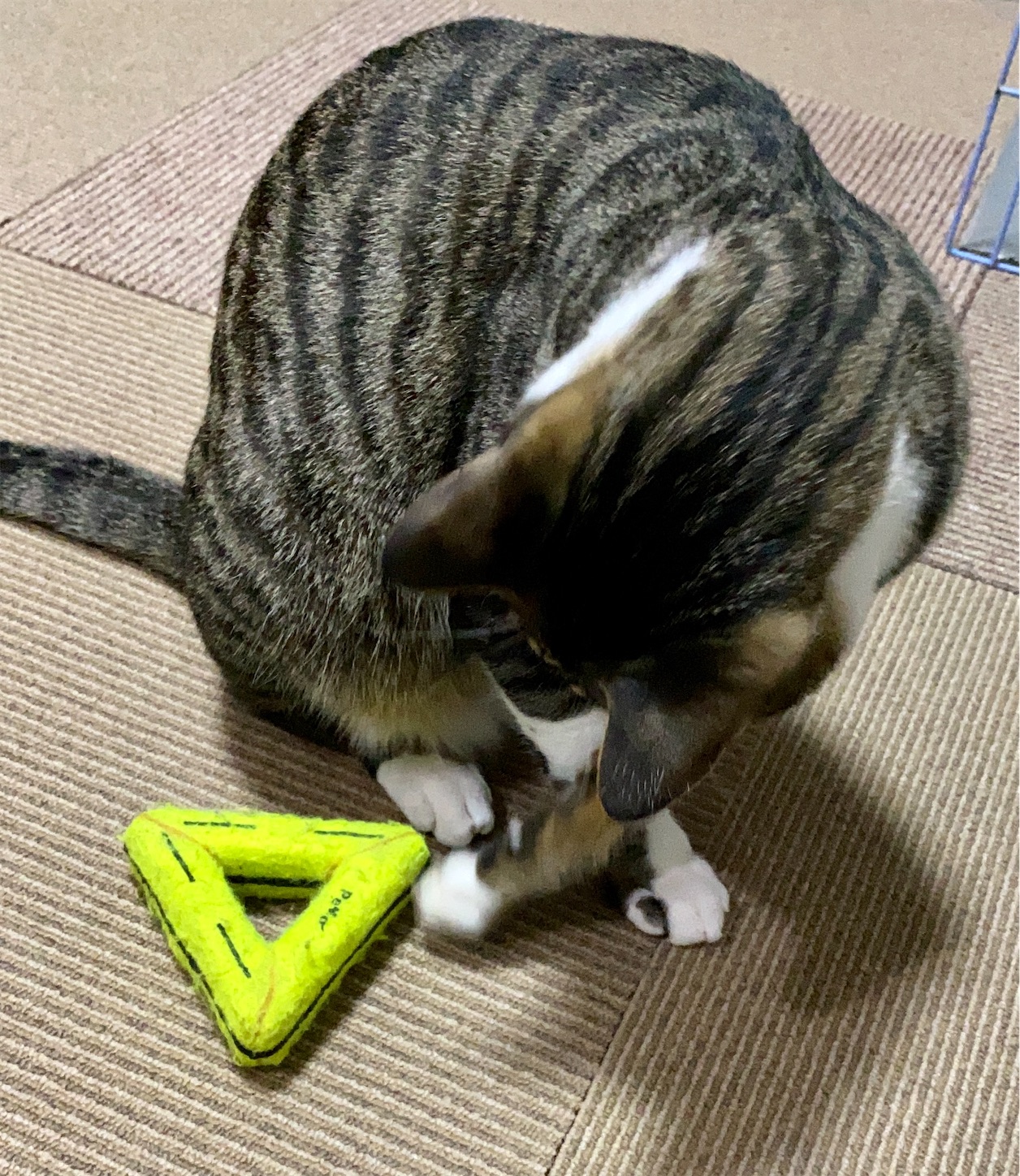 f:id:opachosalon:20221108083417j:image