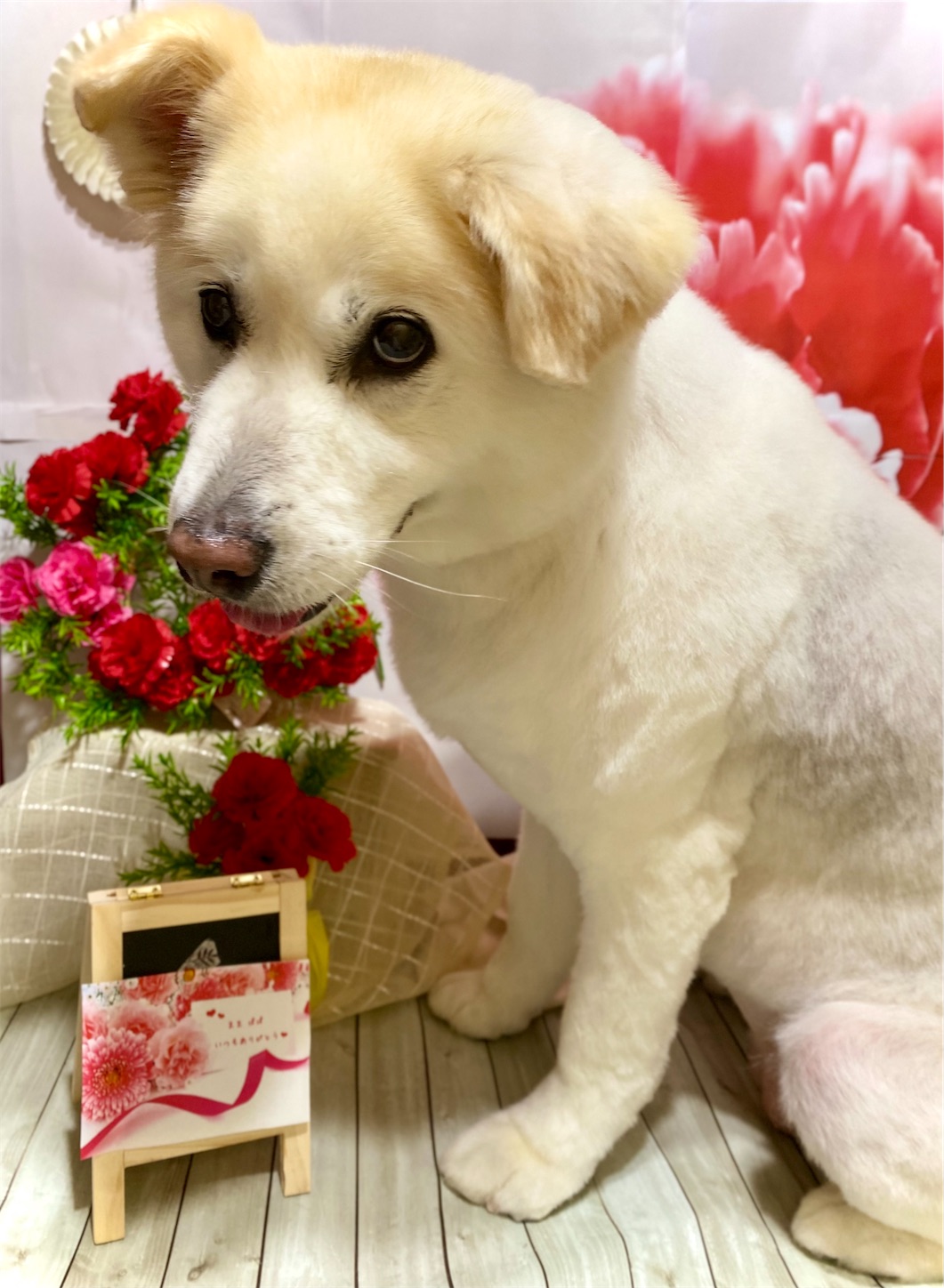 f:id:opachosalon:20221108155411j:image