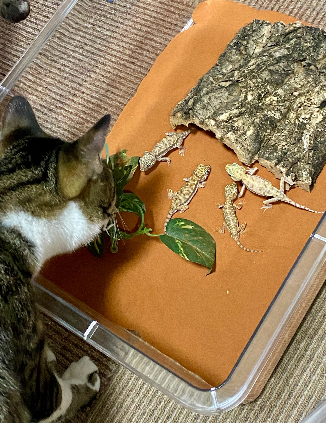 f:id:opachosalon:20221108155414j:image