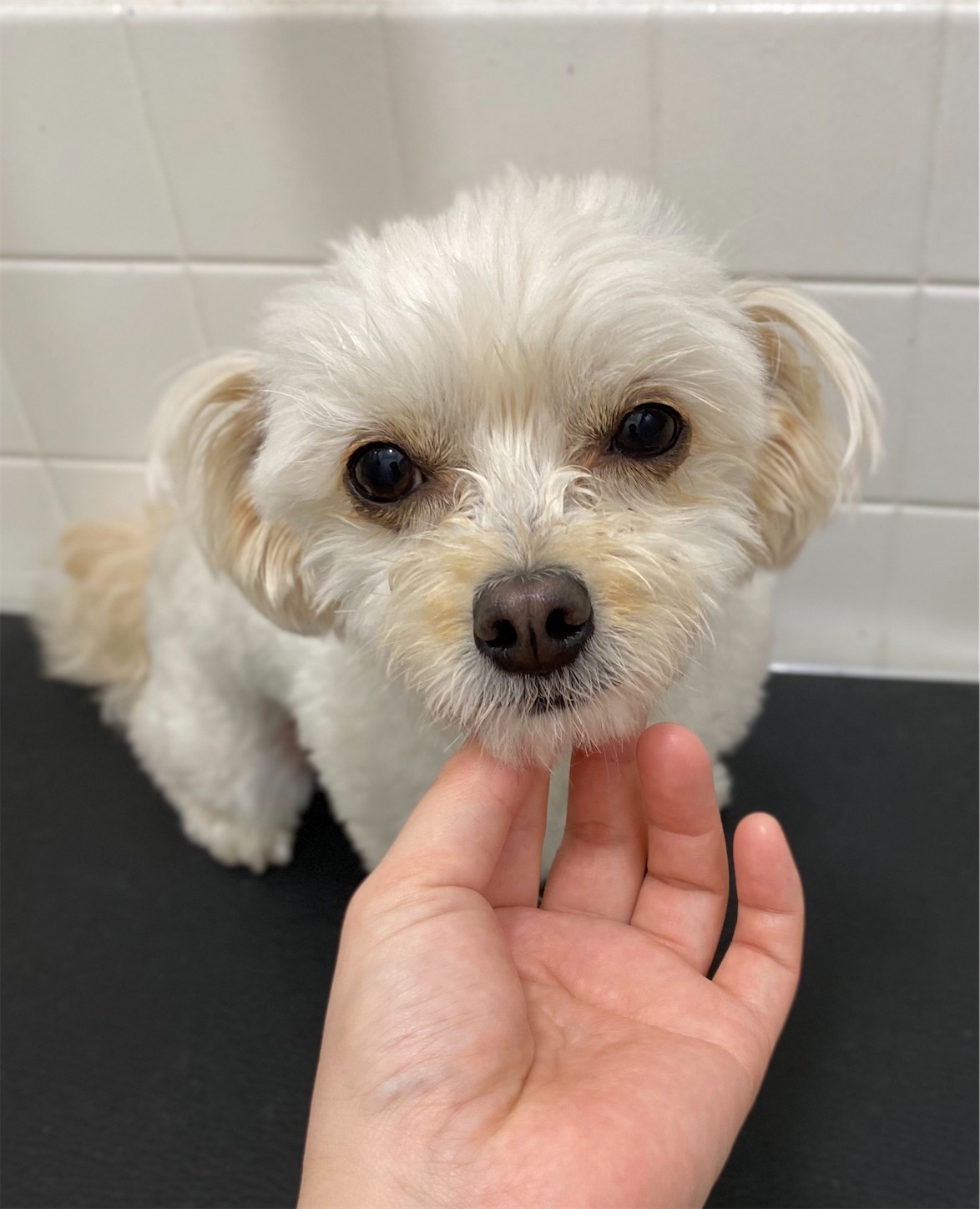 f:id:opachosalon:20221108155418j:image