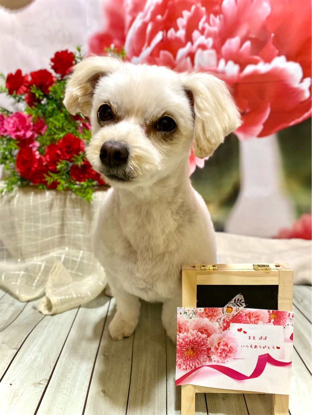 f:id:opachosalon:20221108155425j:image