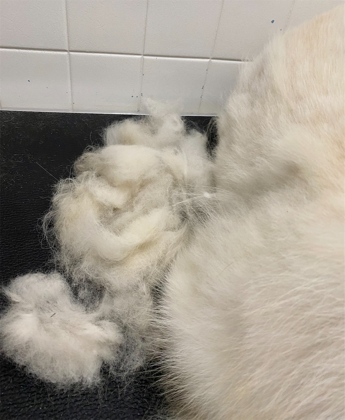 f:id:opachosalon:20221108155428j:image