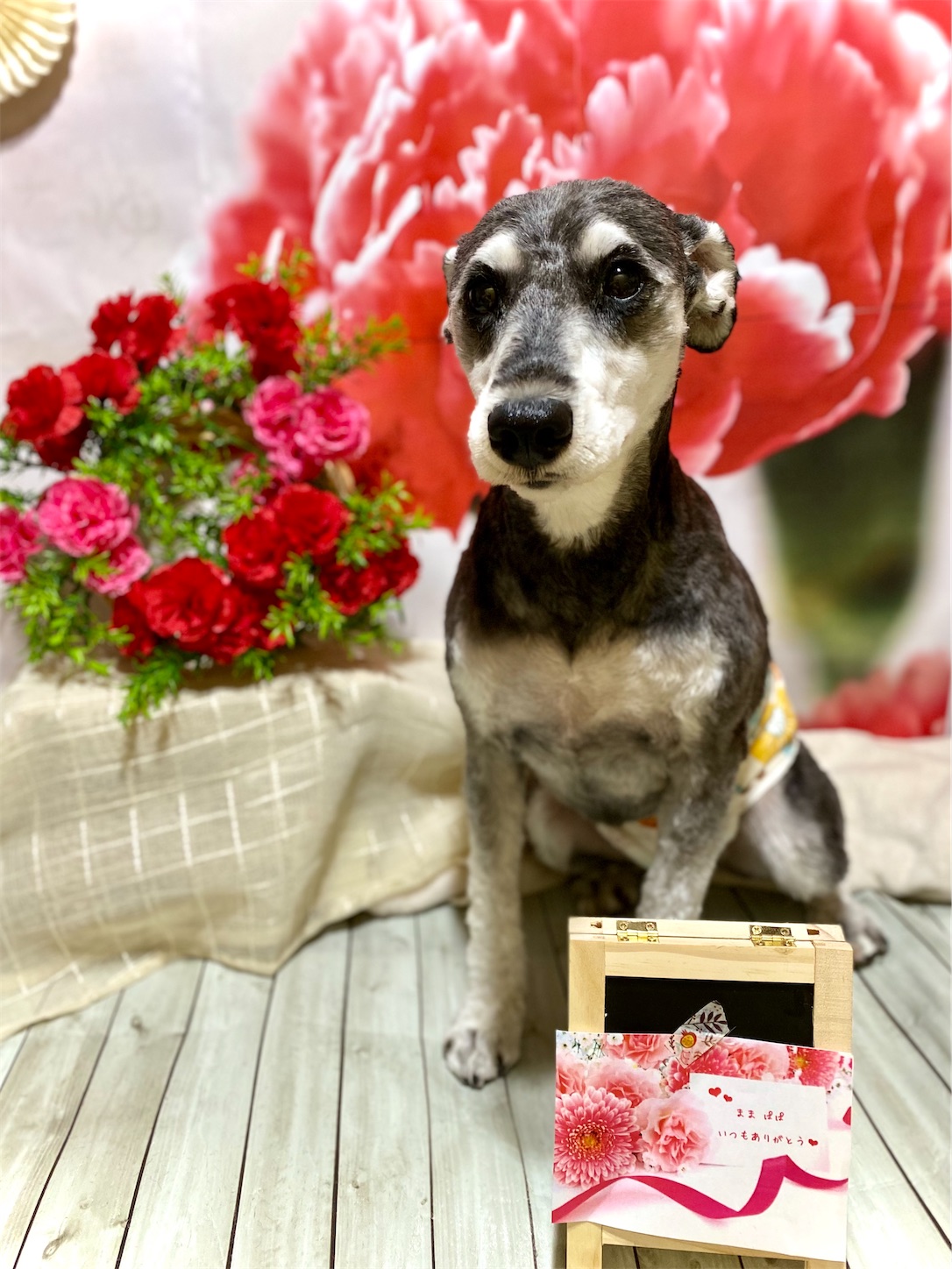 f:id:opachosalon:20221108155431j:image