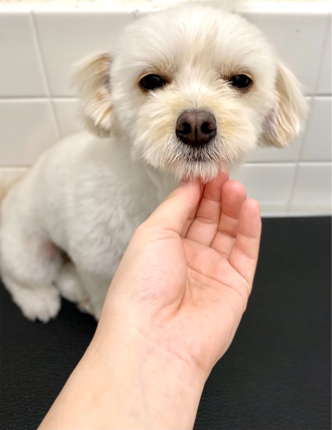 f:id:opachosalon:20221108155435j:image