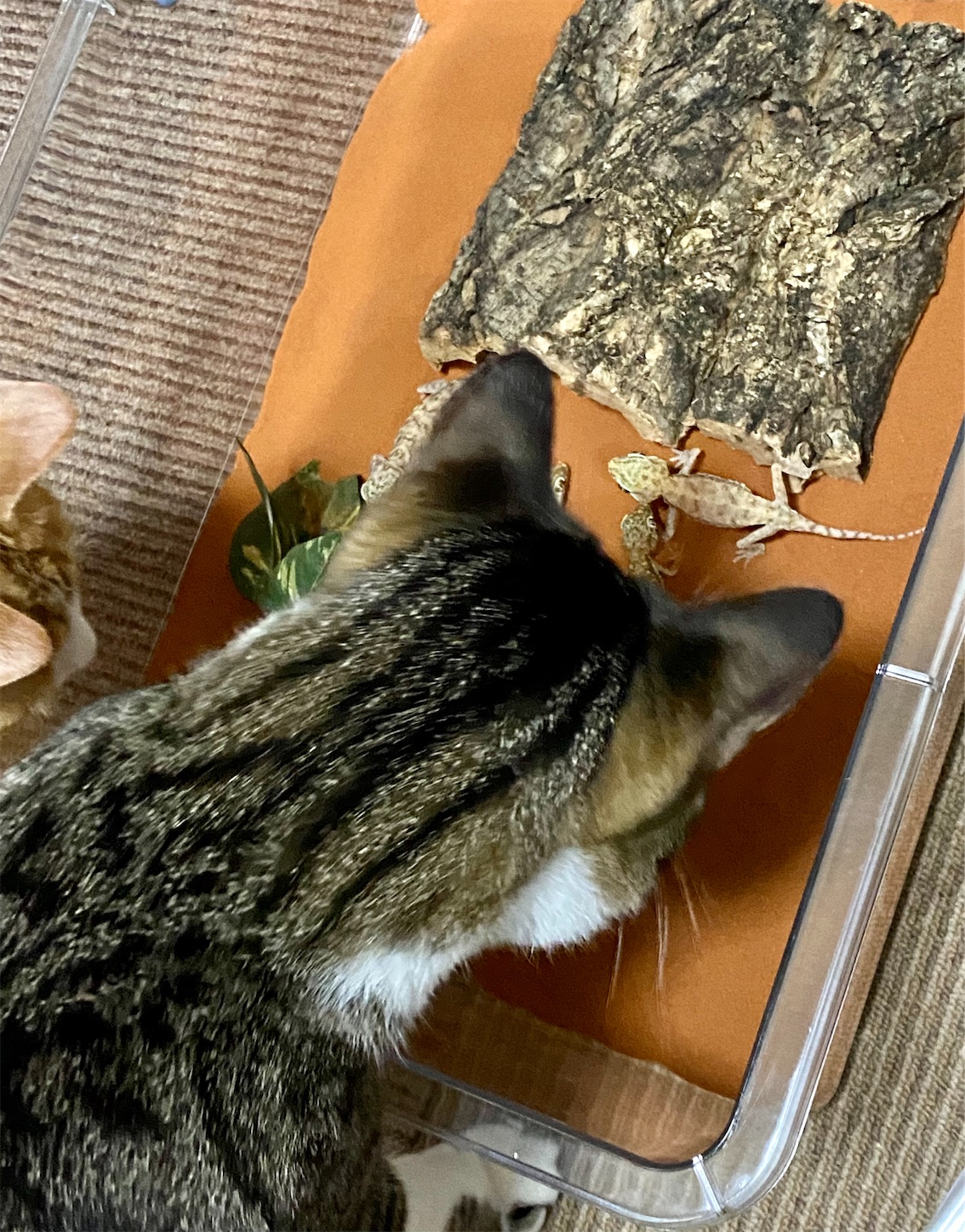 f:id:opachosalon:20221108155441j:image