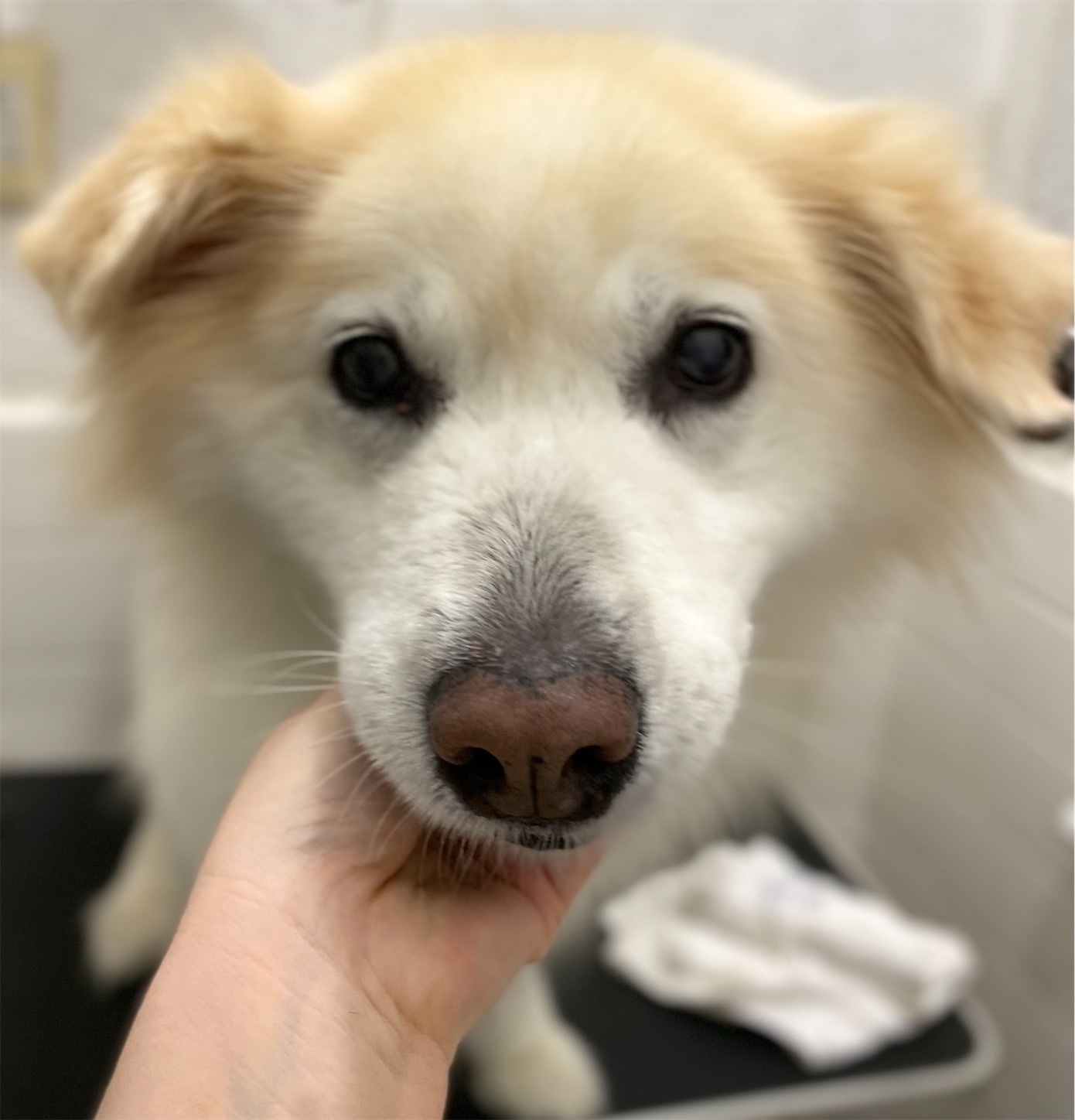 f:id:opachosalon:20221108155451j:image