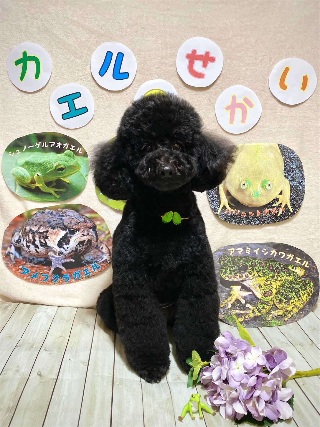 f:id:opachosalon:20221217055452j:image f:id:opachosalon:20221217055452j:image