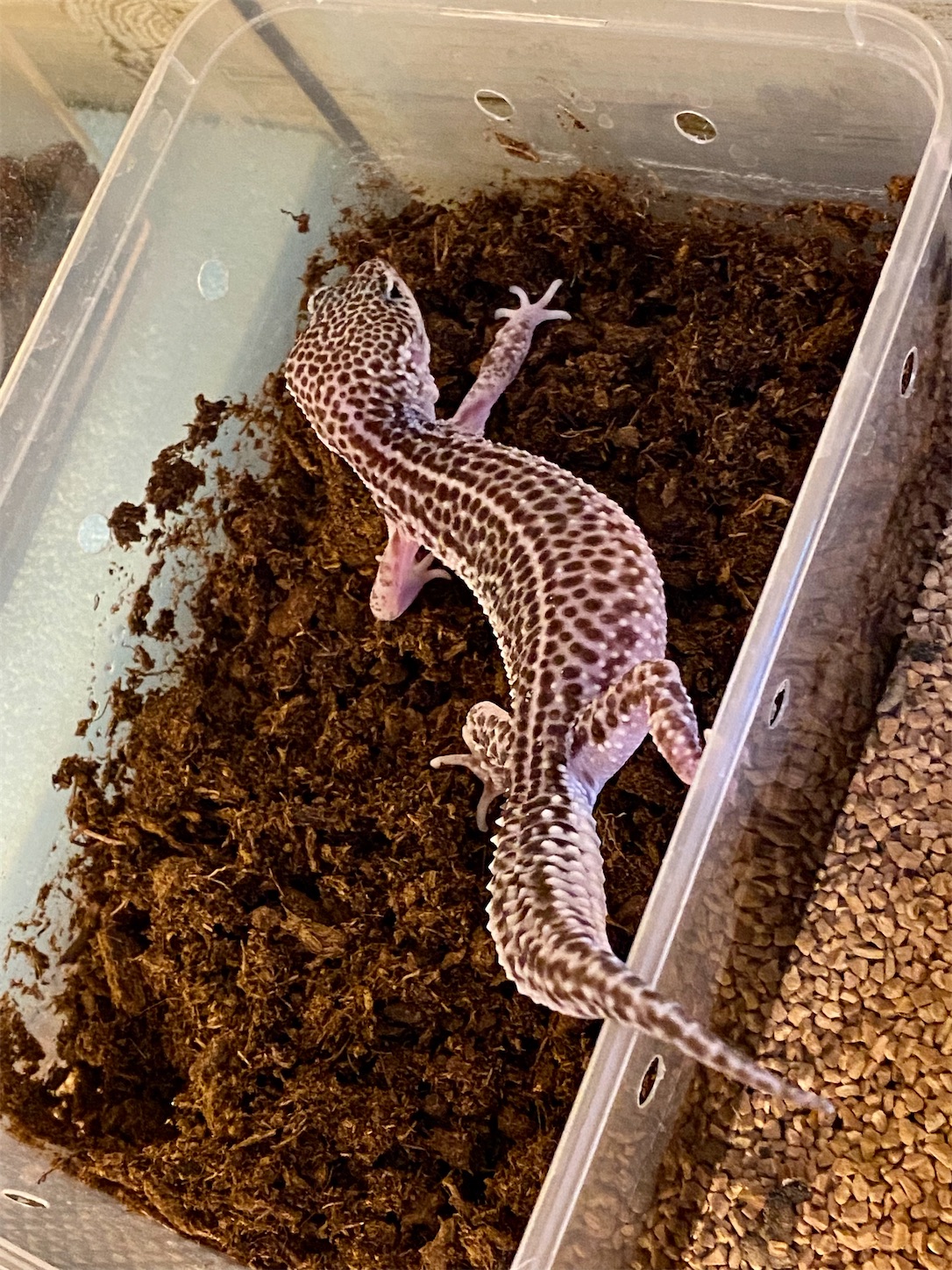 f:id:opachosalon:20221217055457j:image f:id:opachosalon:20221217055457j:image