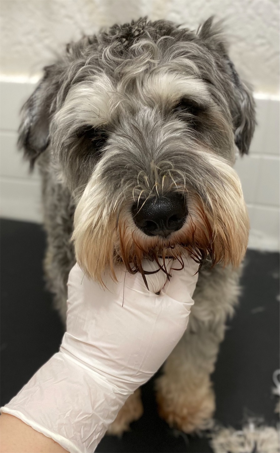 f:id:opachosalon:20221217055509j:image f:id:opachosalon:20221217055509j:image