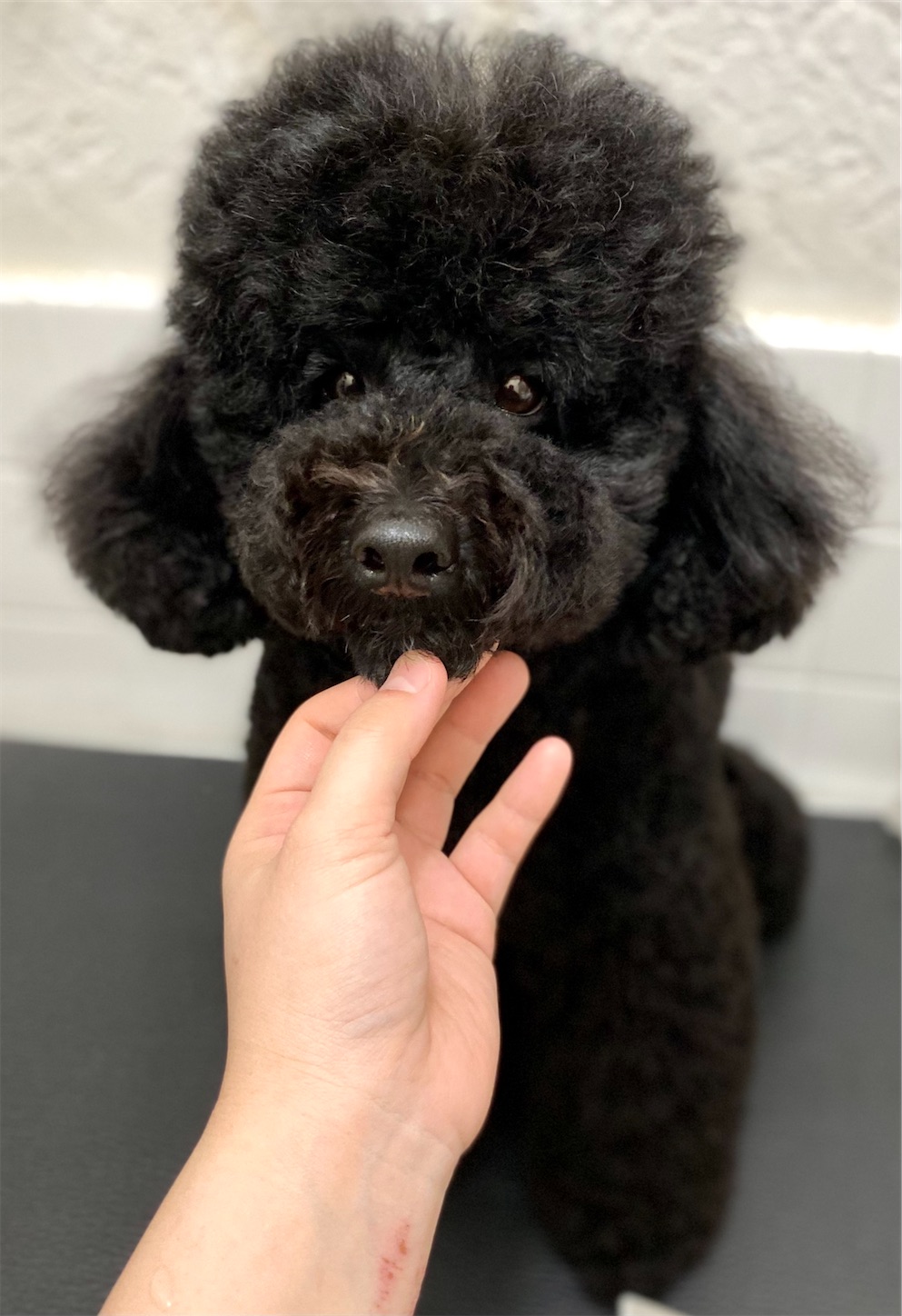 f:id:opachosalon:20221217055513j:image f:id:opachosalon:20221217055513j:image