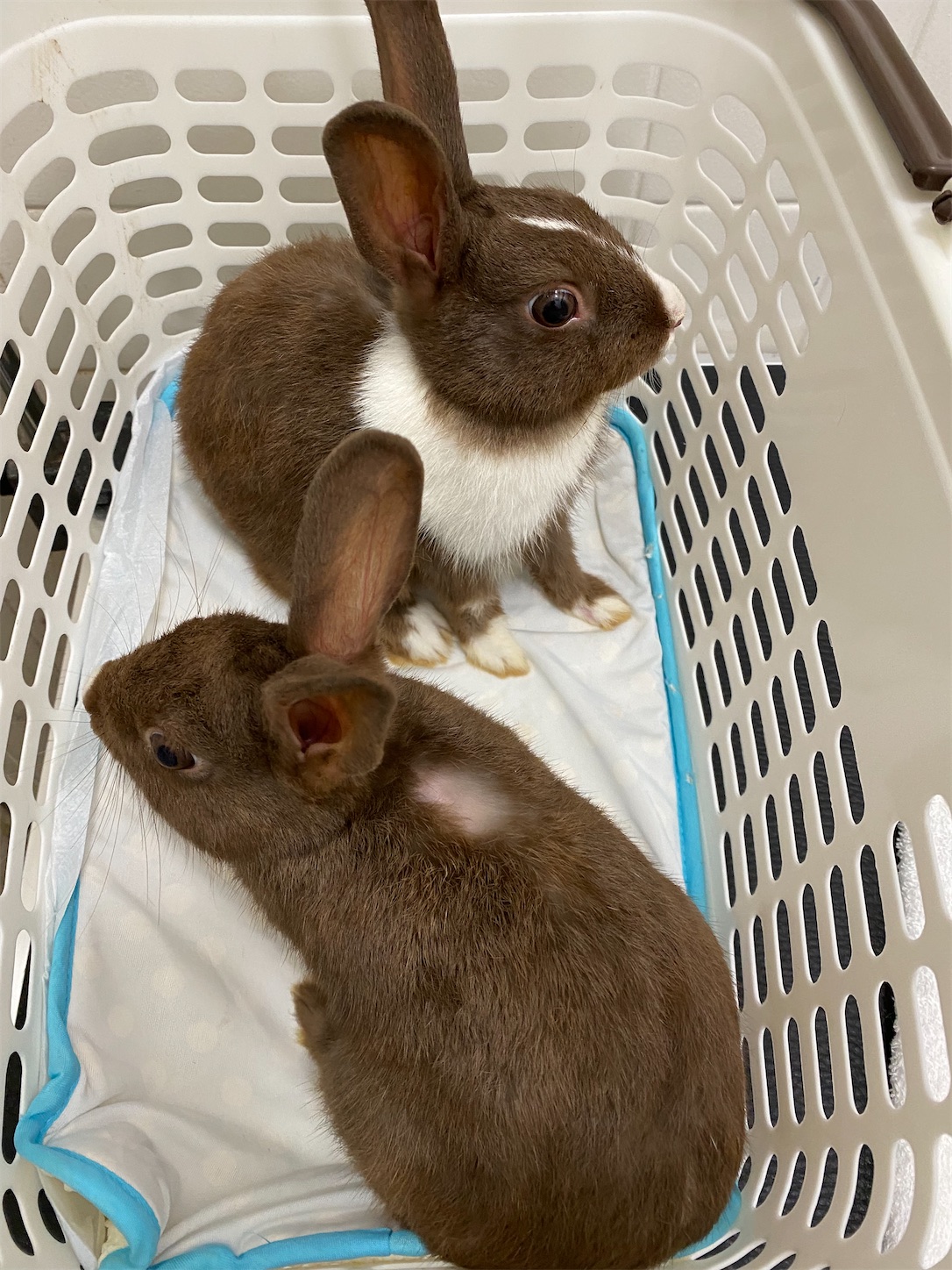 f:id:opachosalon:20221226060338j:image