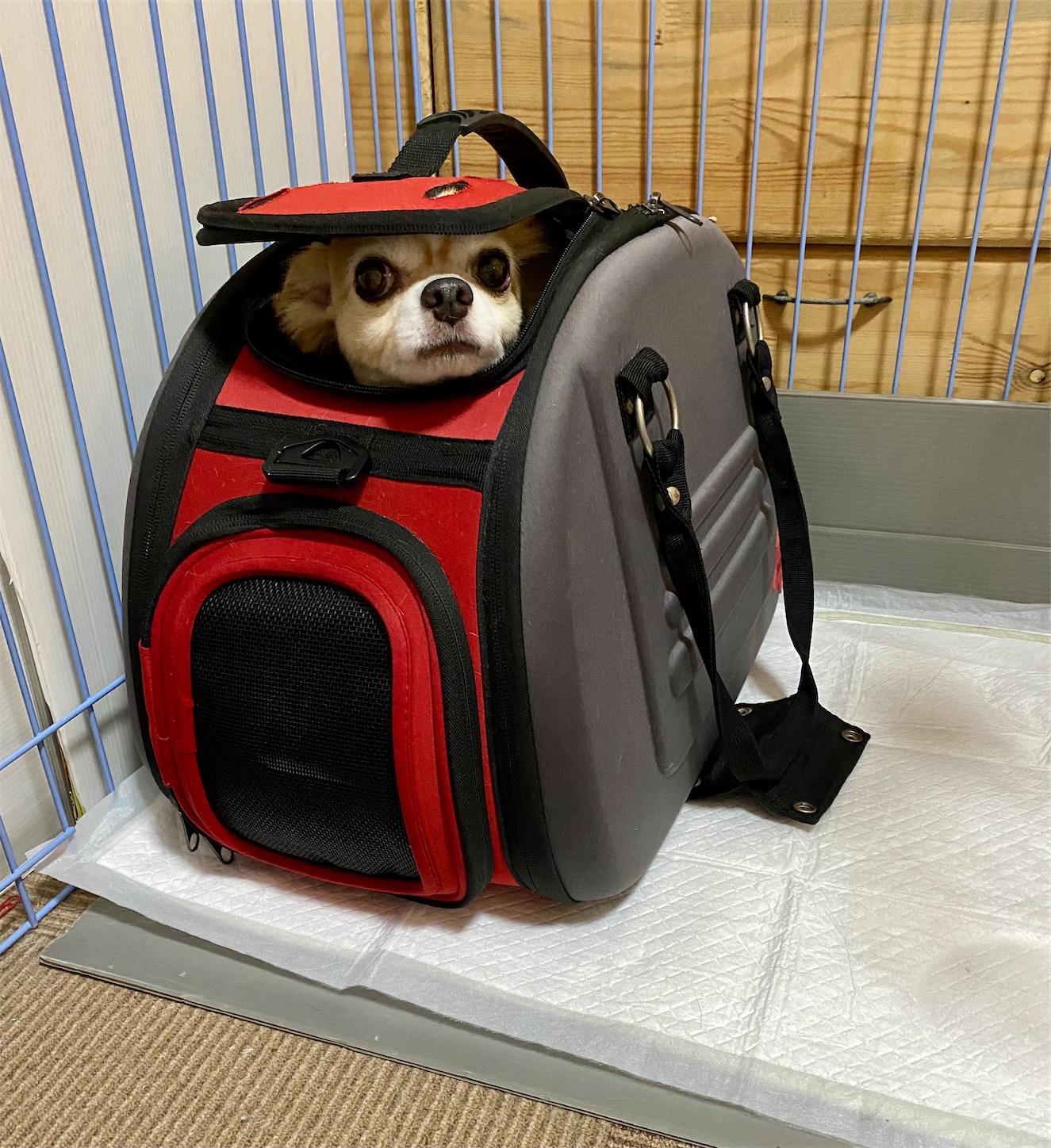 f:id:opachosalon:20221226060341j:image