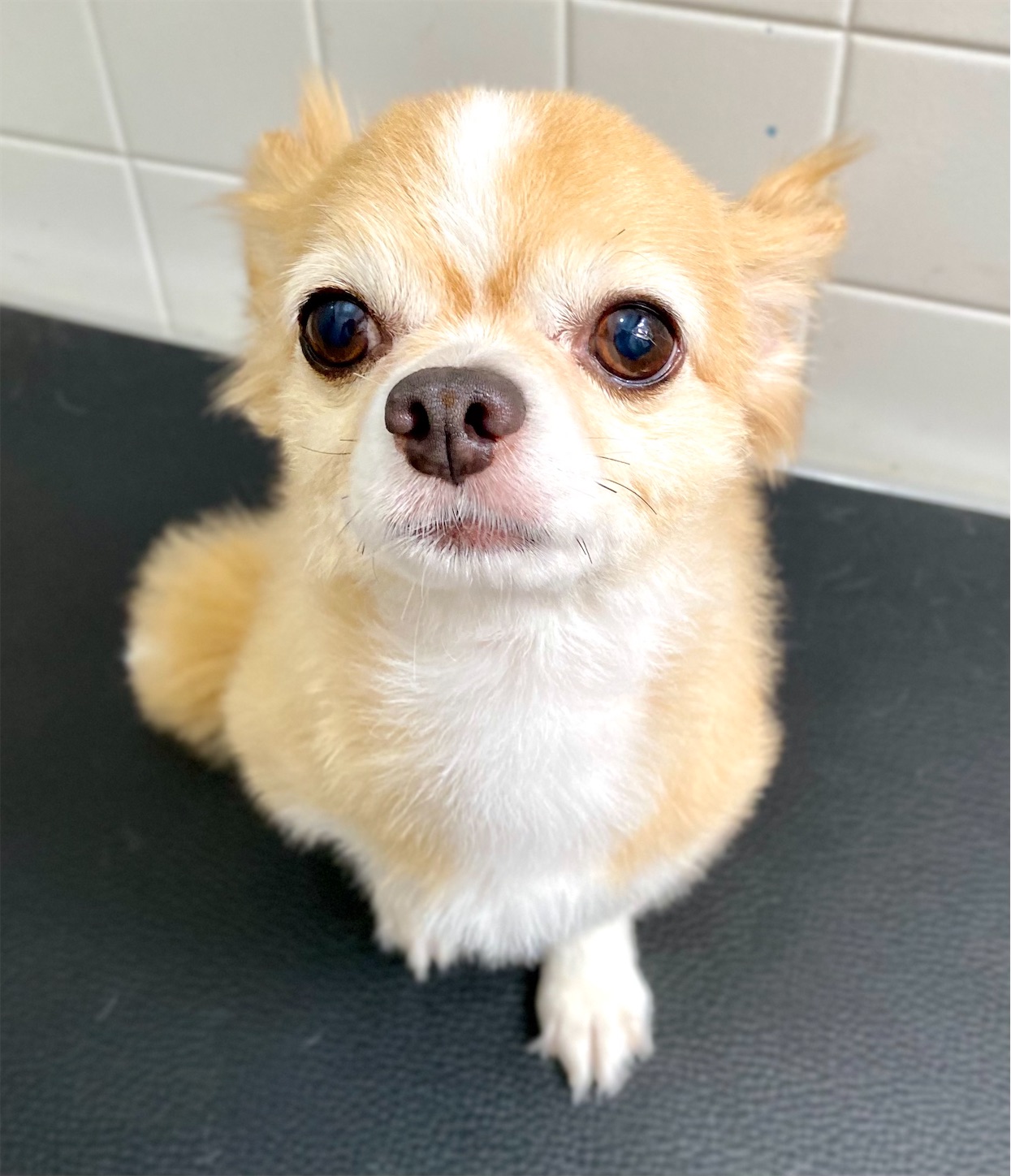 f:id:opachosalon:20221226060344j:image