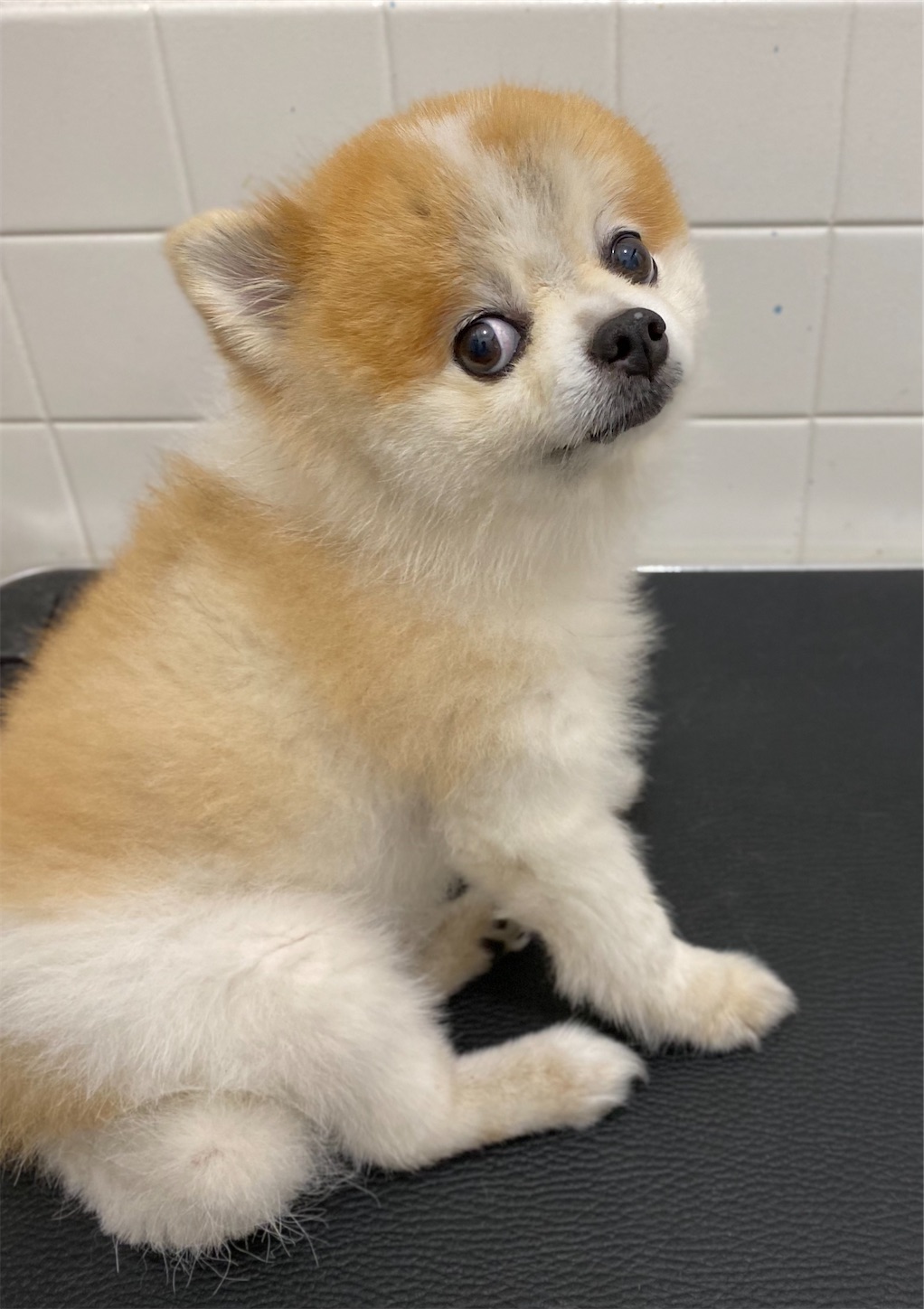 f:id:opachosalon:20221226060354j:image