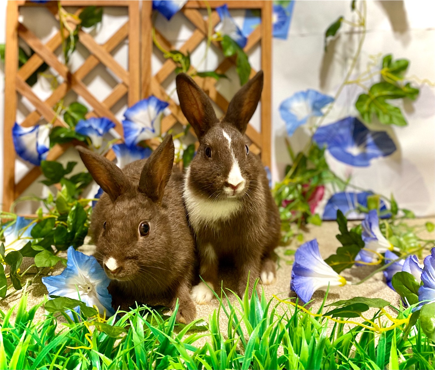 f:id:opachosalon:20221226060400j:image