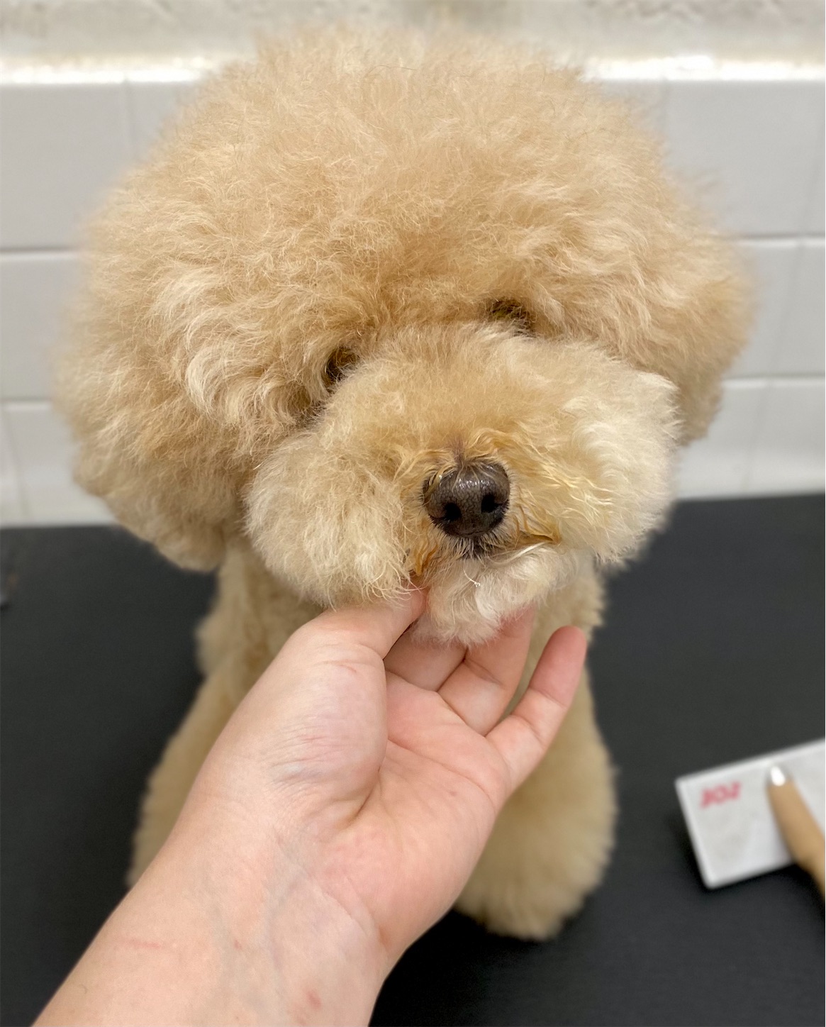 f:id:opachosalon:20221226060403j:image