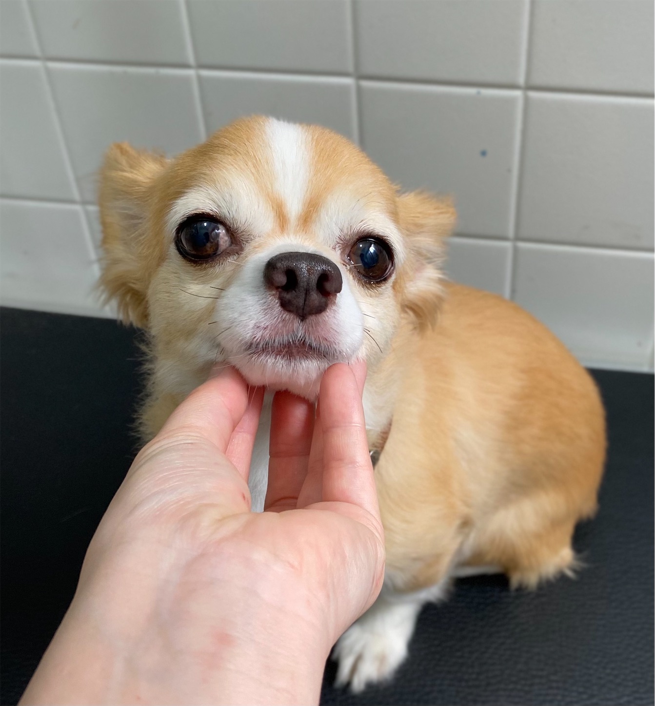 f:id:opachosalon:20221226060410j:image