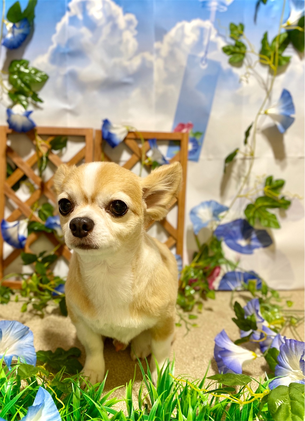 f:id:opachosalon:20221226060419j:image