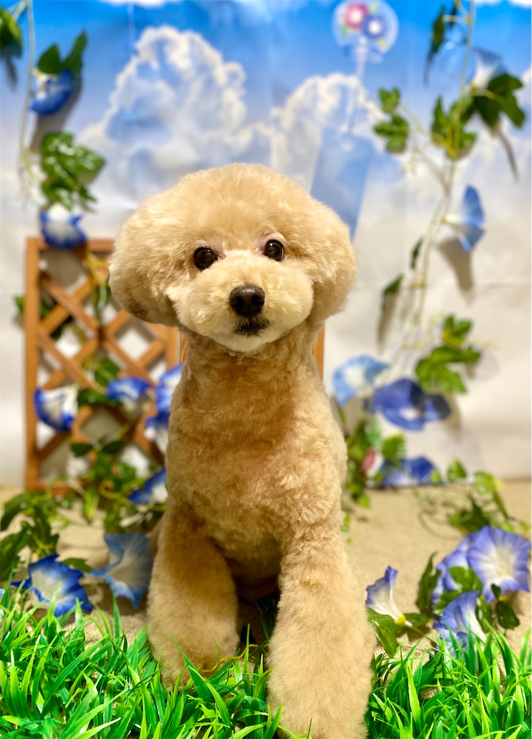 f:id:opachosalon:20221226060429j:image