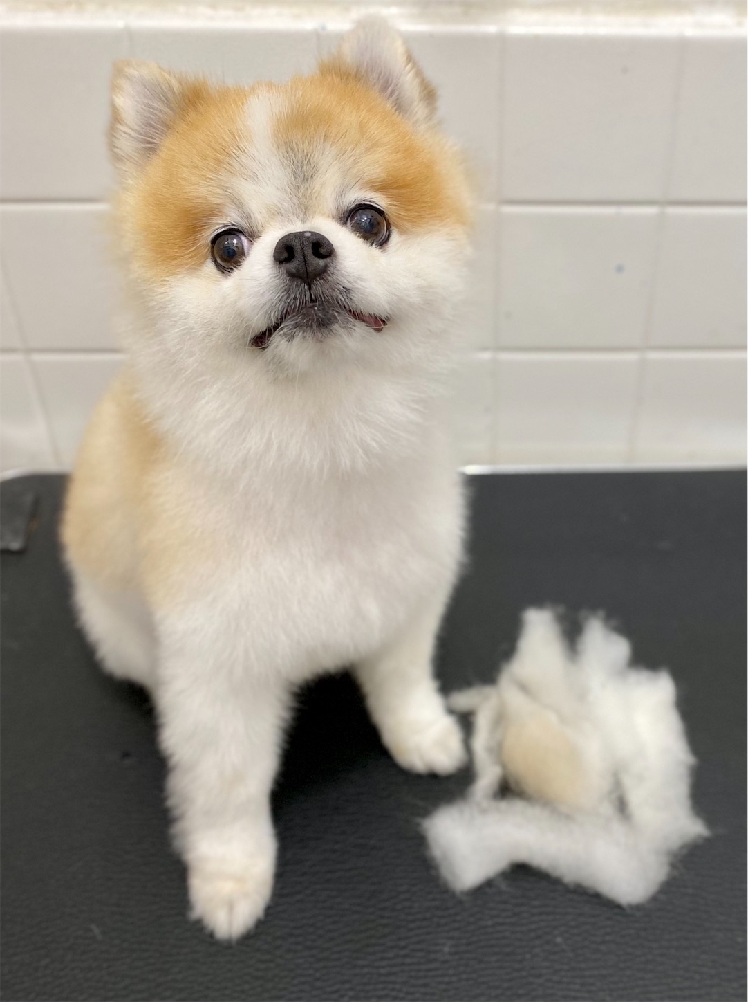 f:id:opachosalon:20221226060432j:image