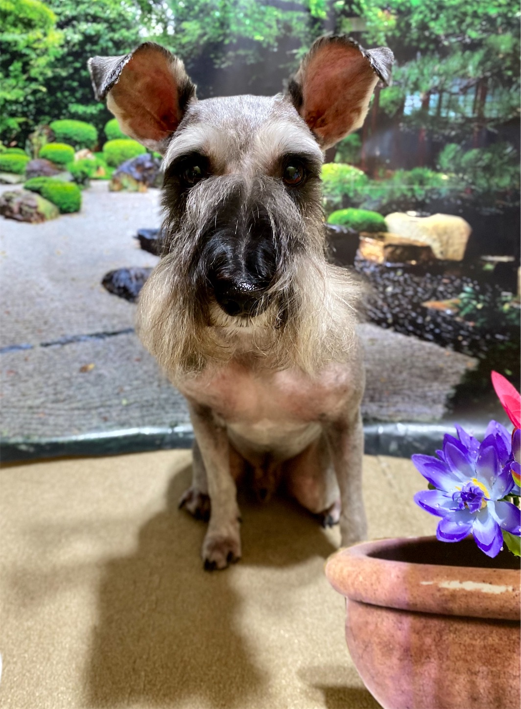 f:id:opachosalon:20230131162910j:image